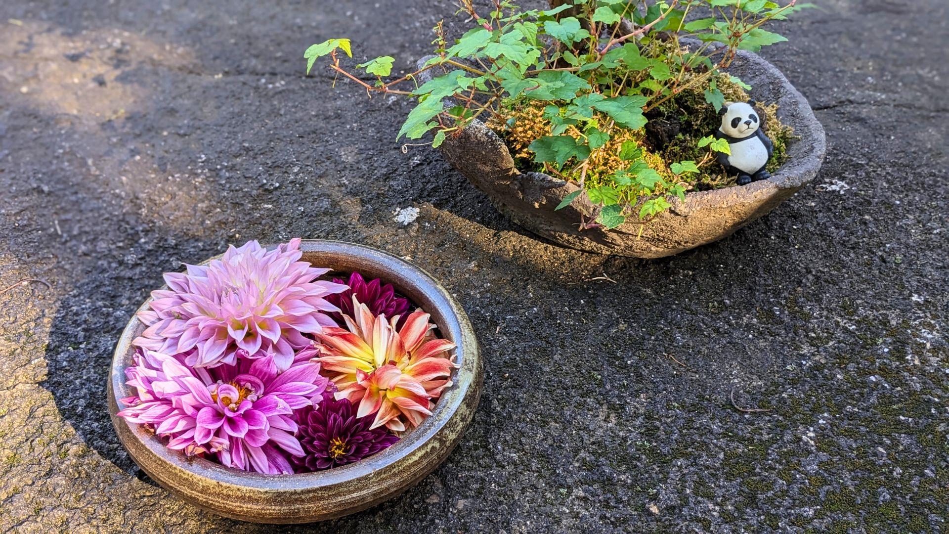上野東照宮ぼたん苑のダリアの開花状況レビュー