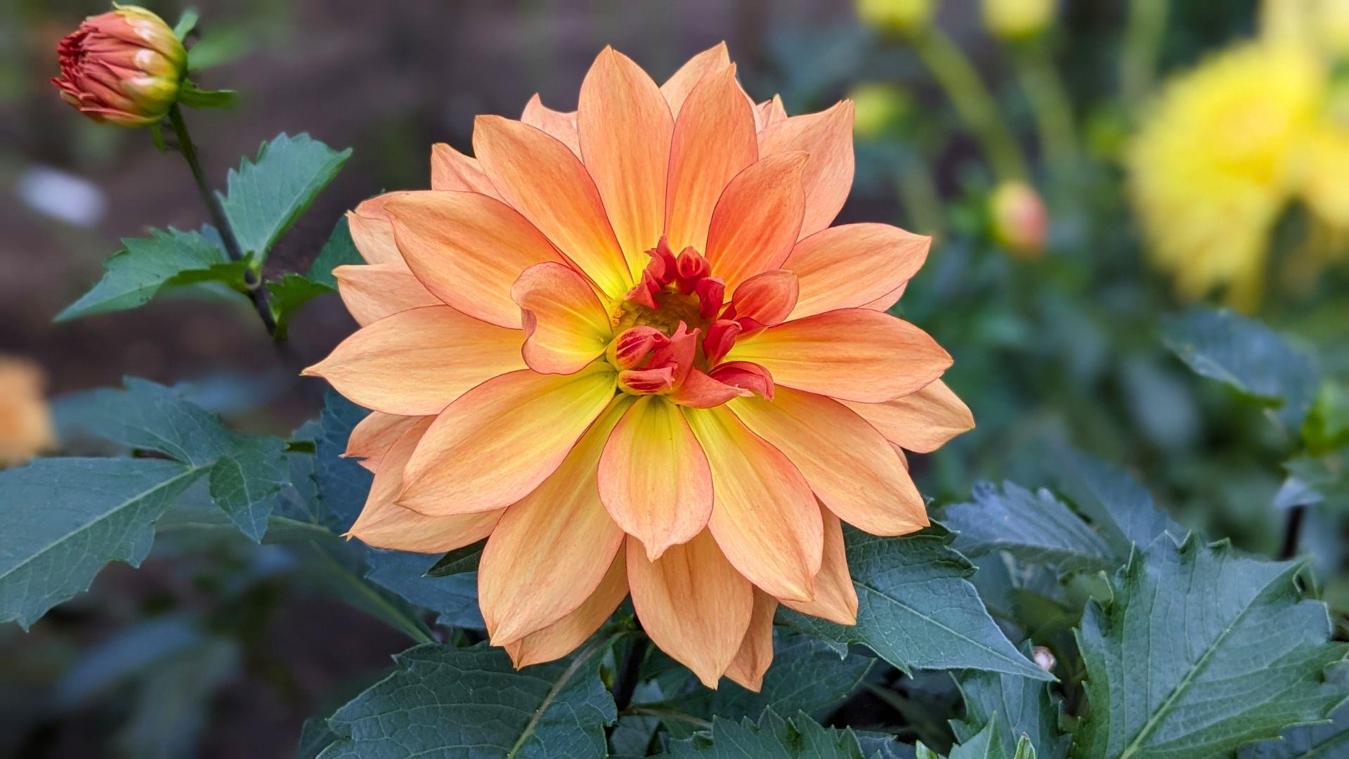 上野東照宮ぼたん苑のダリアの開花状況レビュー