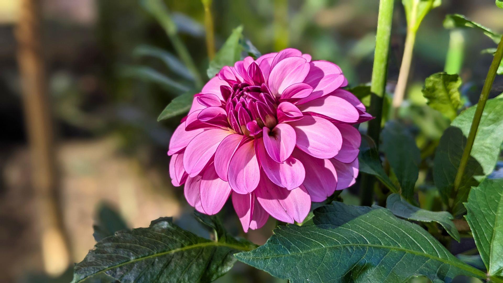 上野東照宮ぼたん苑のダリアの開花状況レビュー