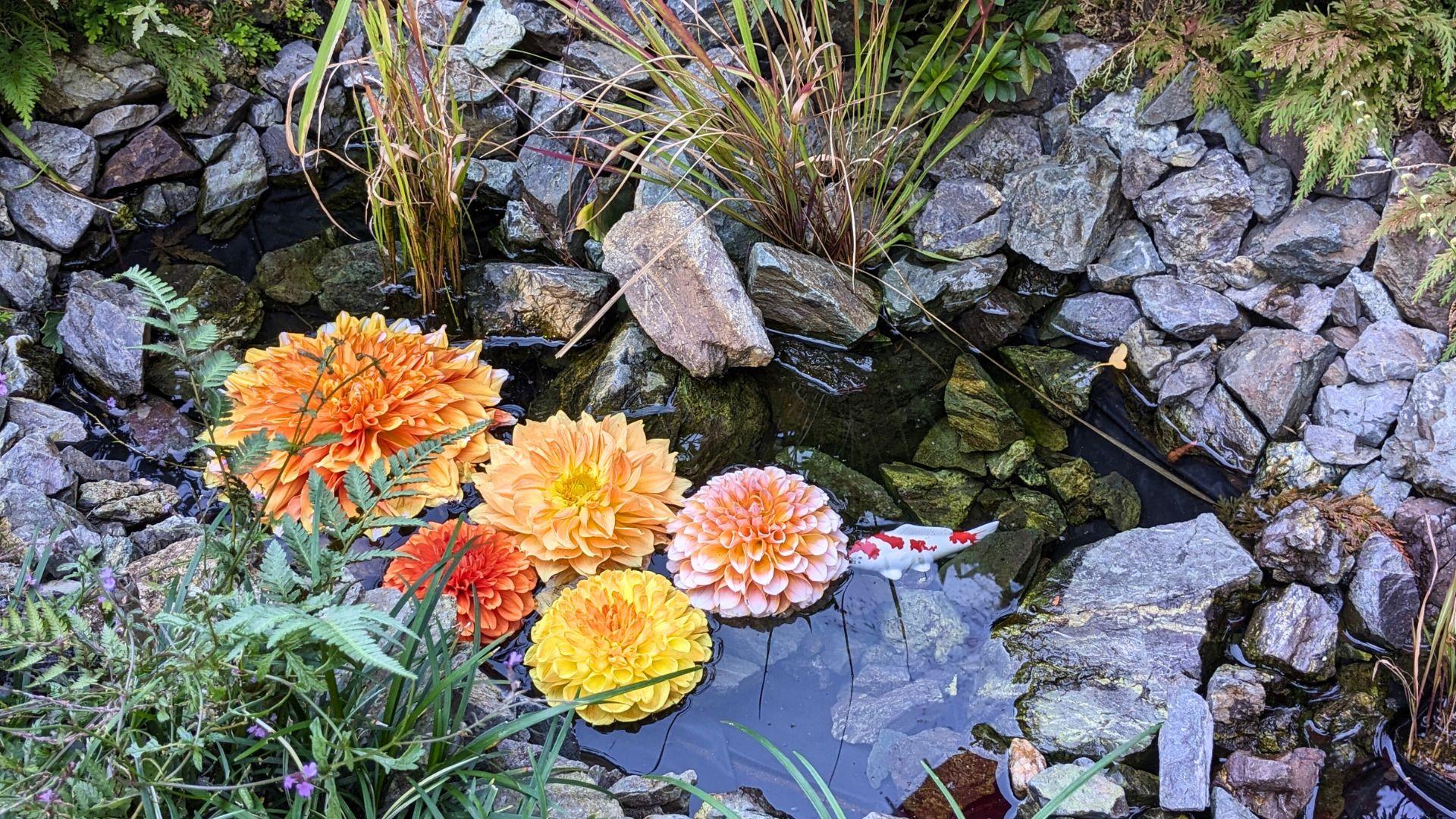 上野東照宮ぼたん苑のダリアの開花状況レビュー