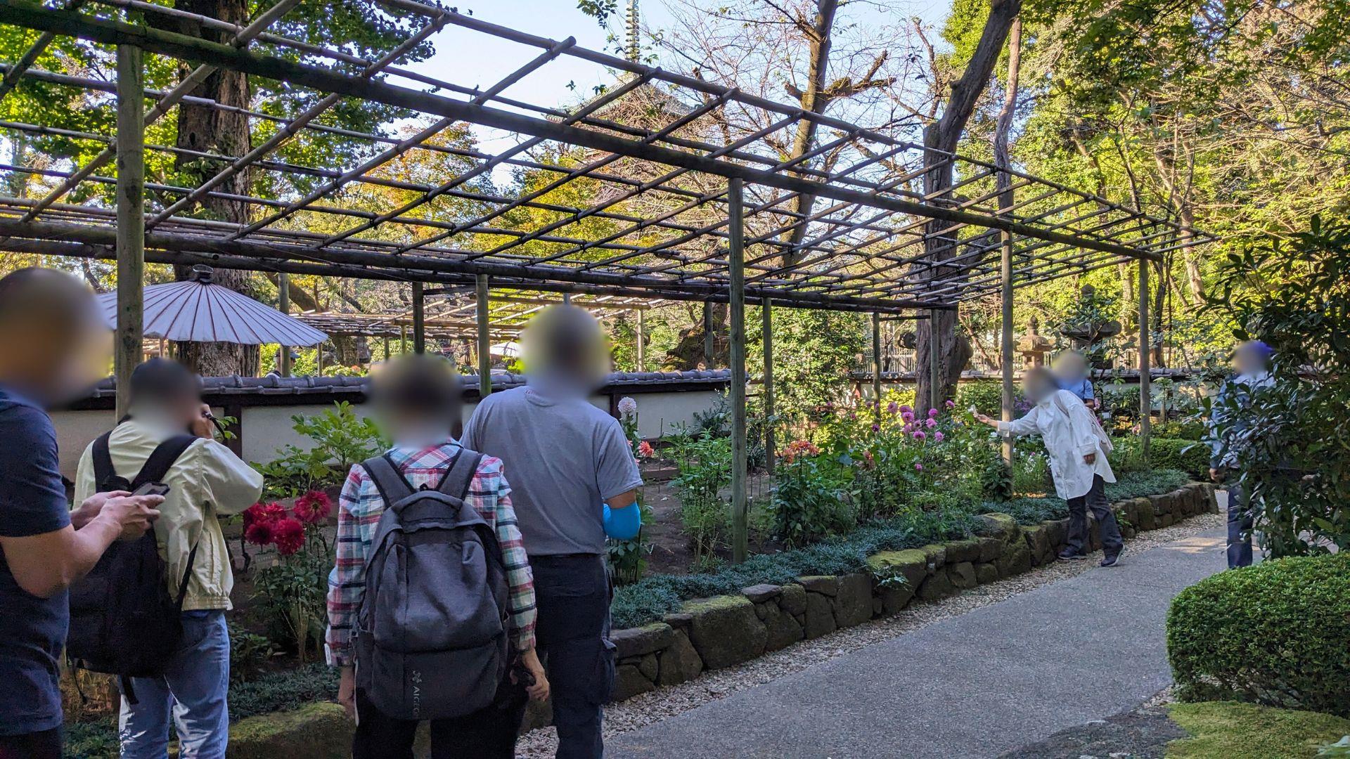 上野東照宮ぼたん苑のダリアの開花状況レビュー