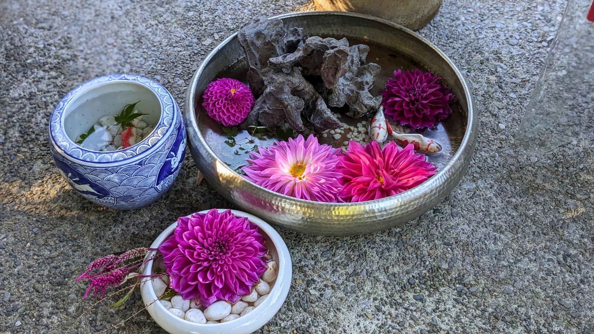 上野東照宮ぼたん苑のダリアの開花状況レビュー