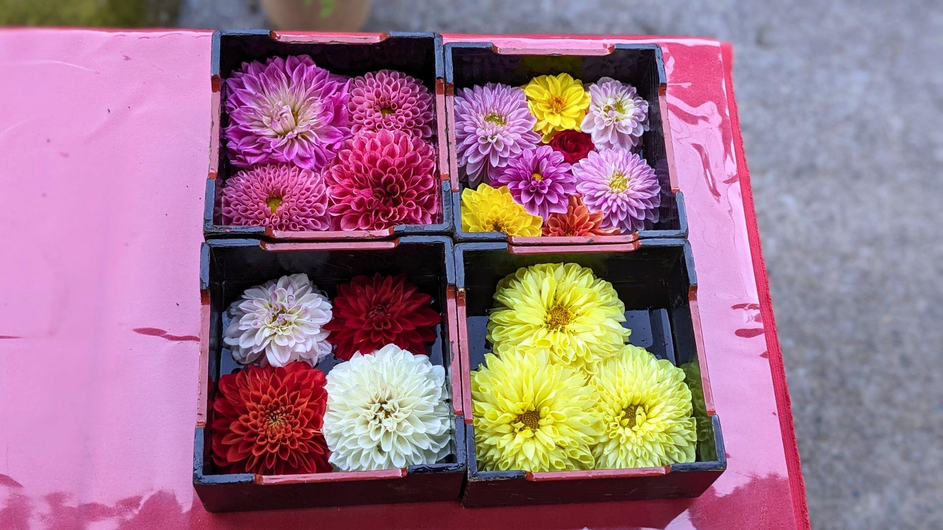 上野東照宮ぼたん苑のダリアの開花状況レビュー