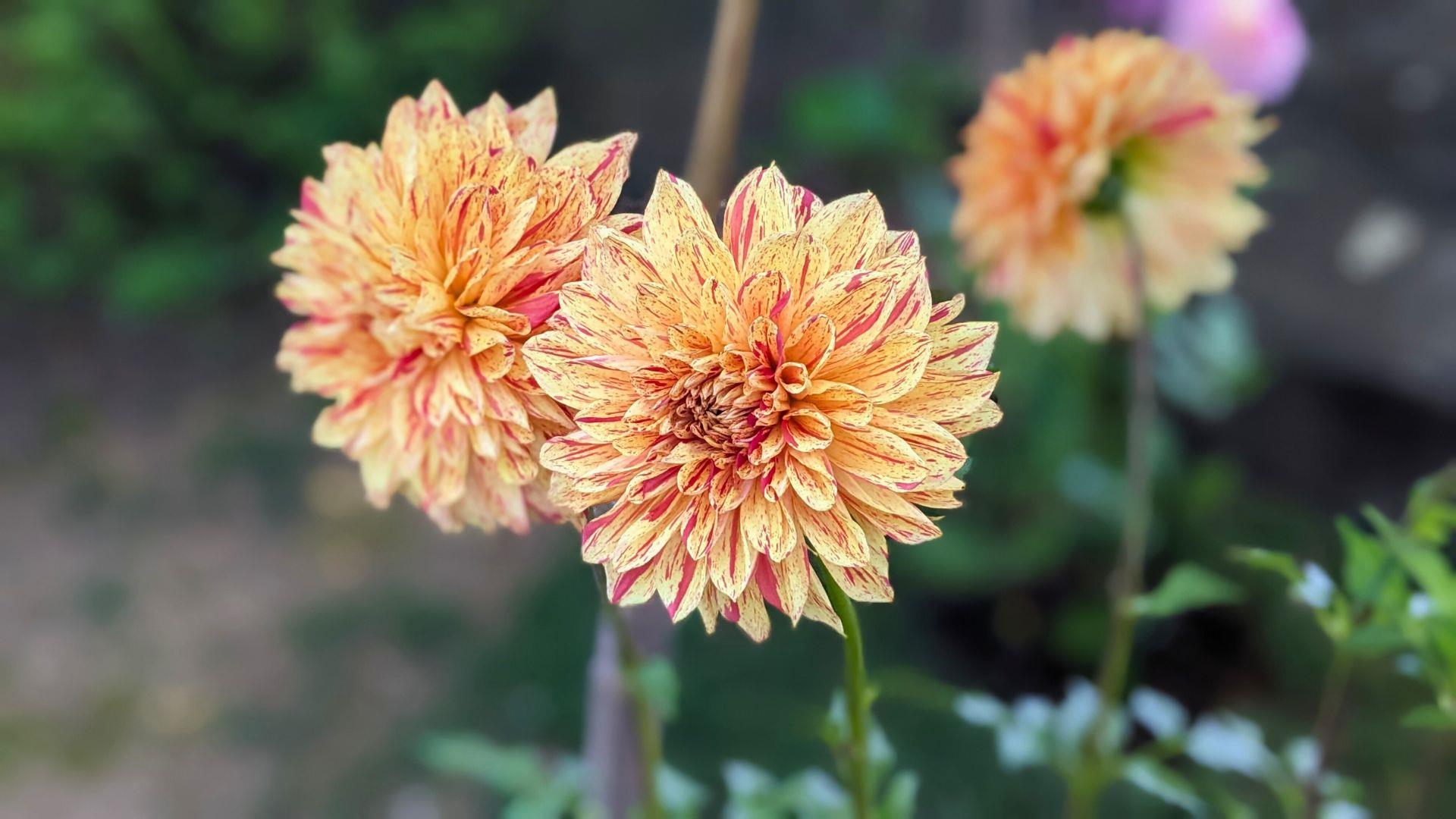 上野東照宮ぼたん苑のダリアの開花状況レビュー
