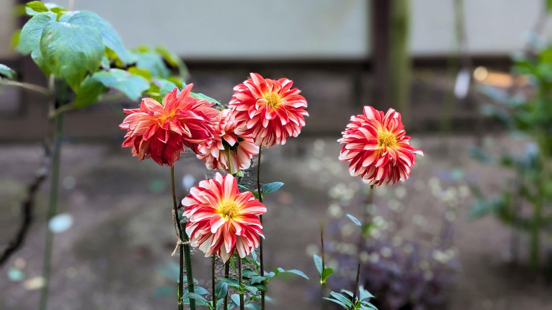 上野東照宮ぼたん苑のダリアの開花状況レビュー