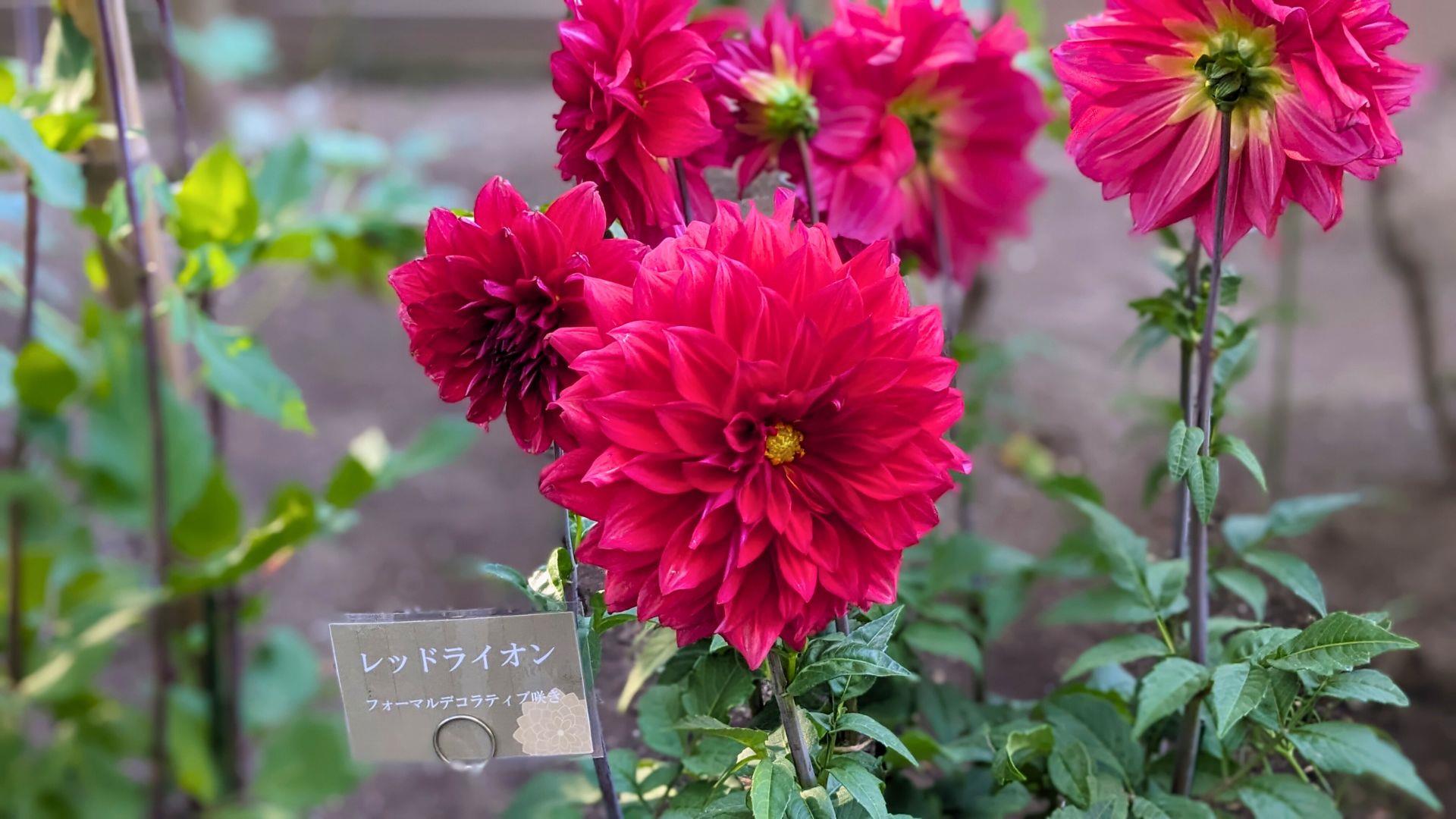 上野東照宮ぼたん苑のダリアの開花状況レビュー