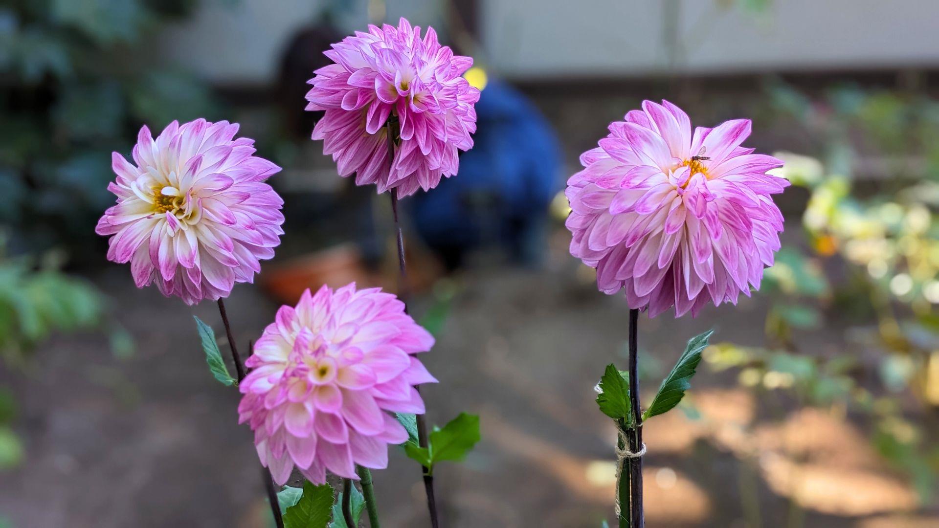 上野東照宮ぼたん苑のダリアの開花状況レビュー