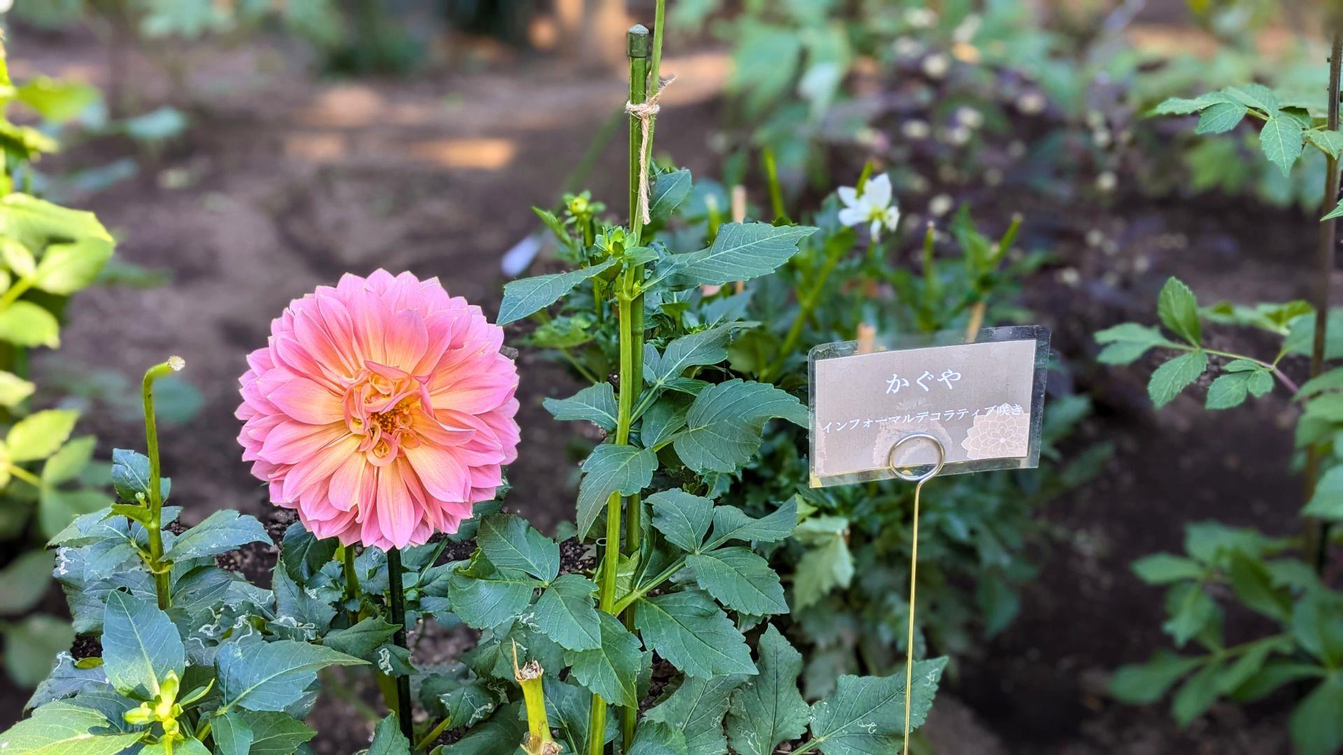 上野東照宮ぼたん苑のダリアの開花状況レビュー