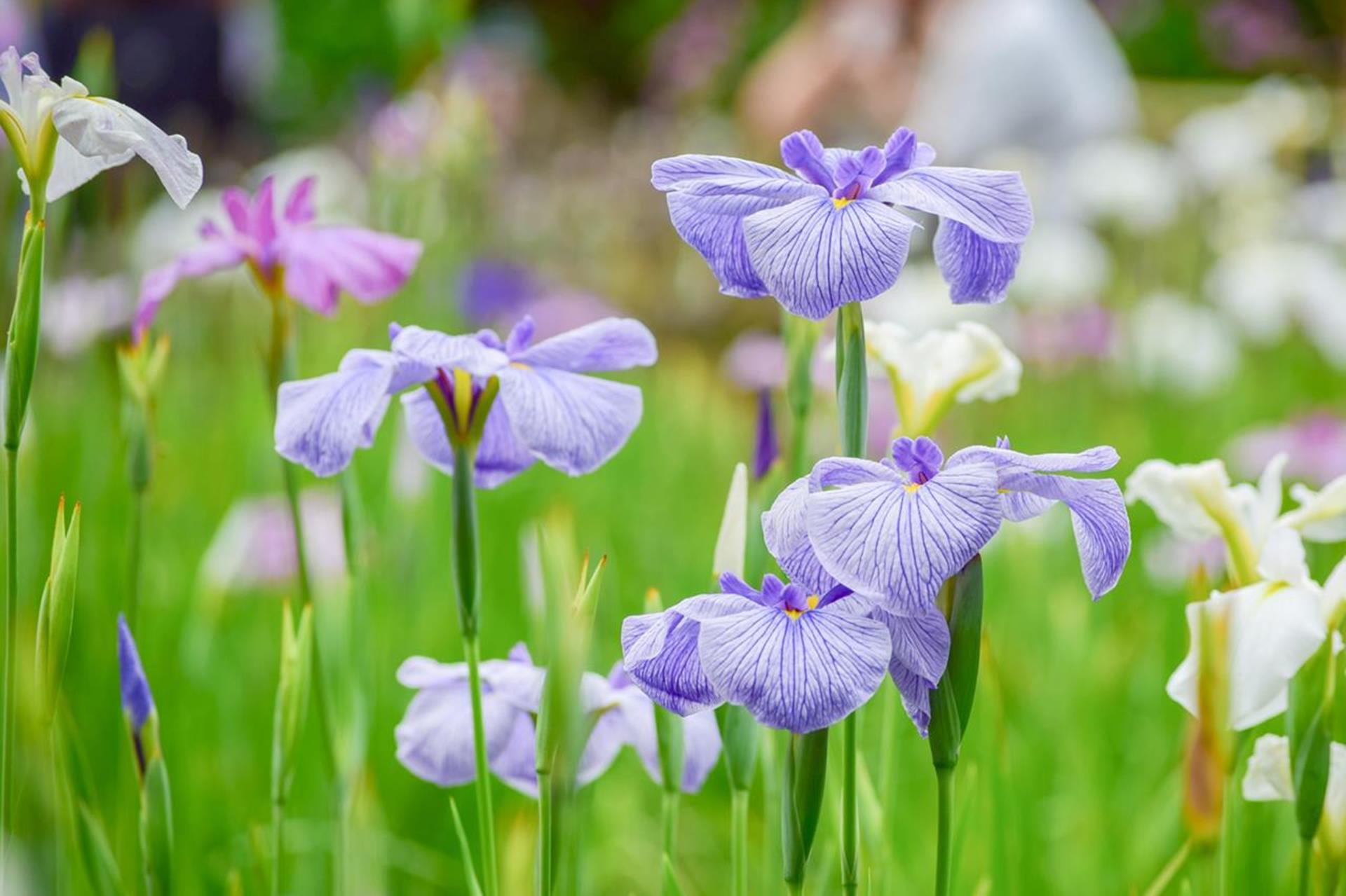 花菖蒲・アヤメ