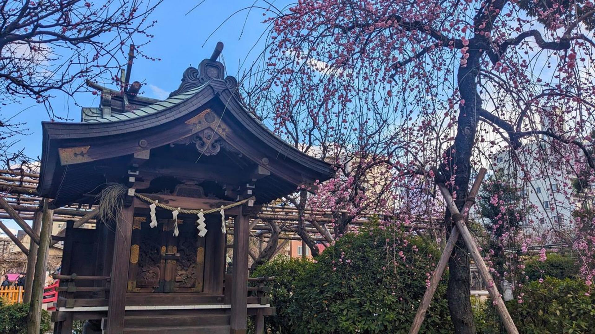 亀戸天神社(亀戸天満宮)の梅・ロウバイを早咲き梅が見頃の時期に見に行った
