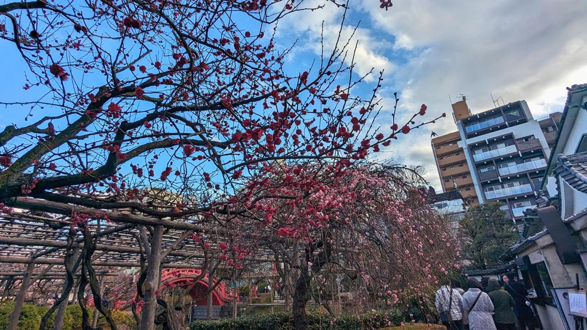 亀戸天神社