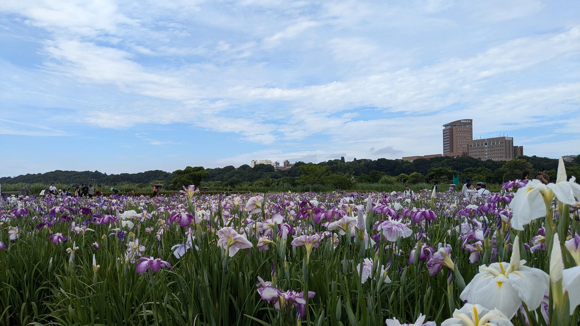 小岩菖蒲園