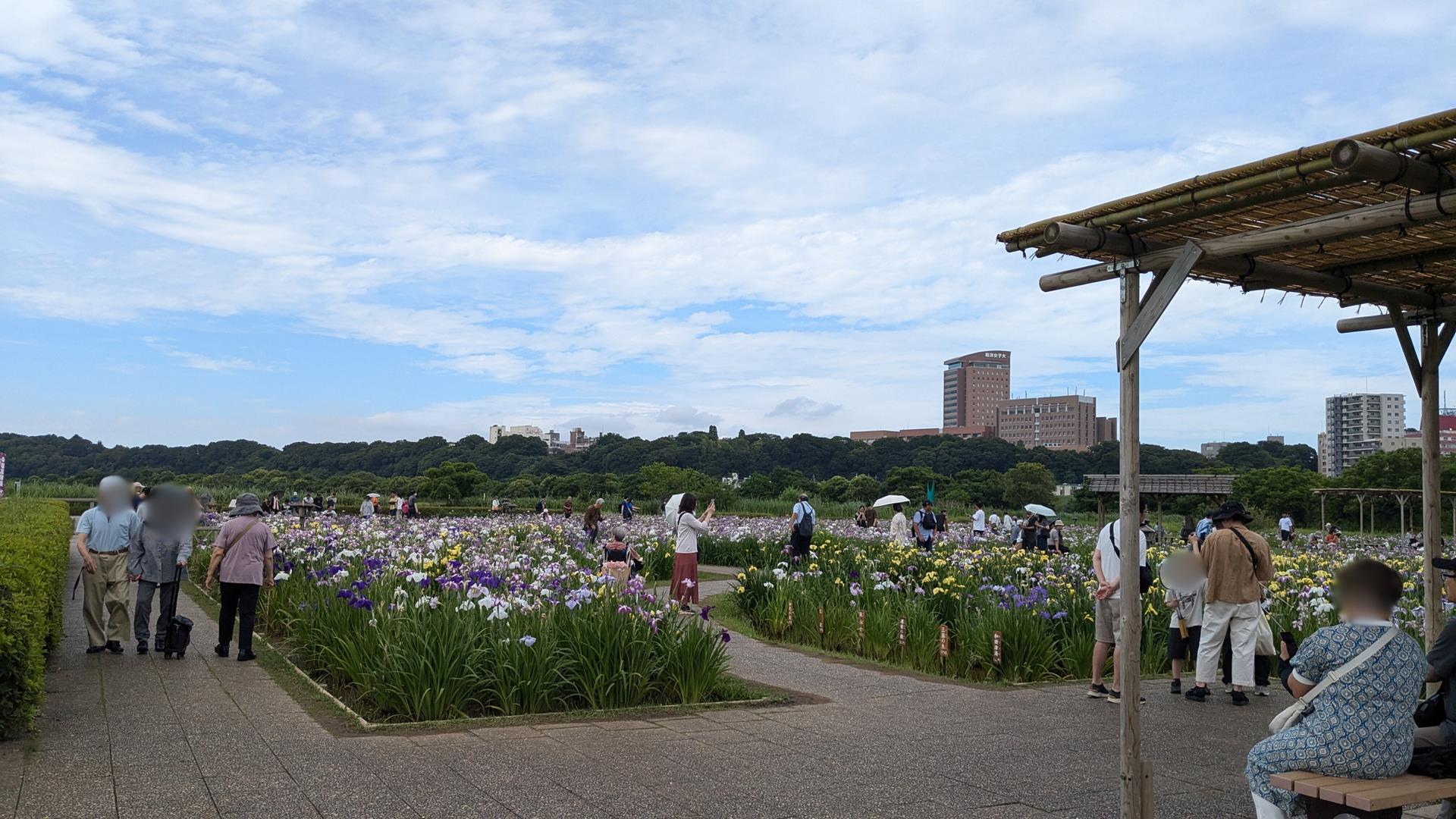 小岩菖蒲園