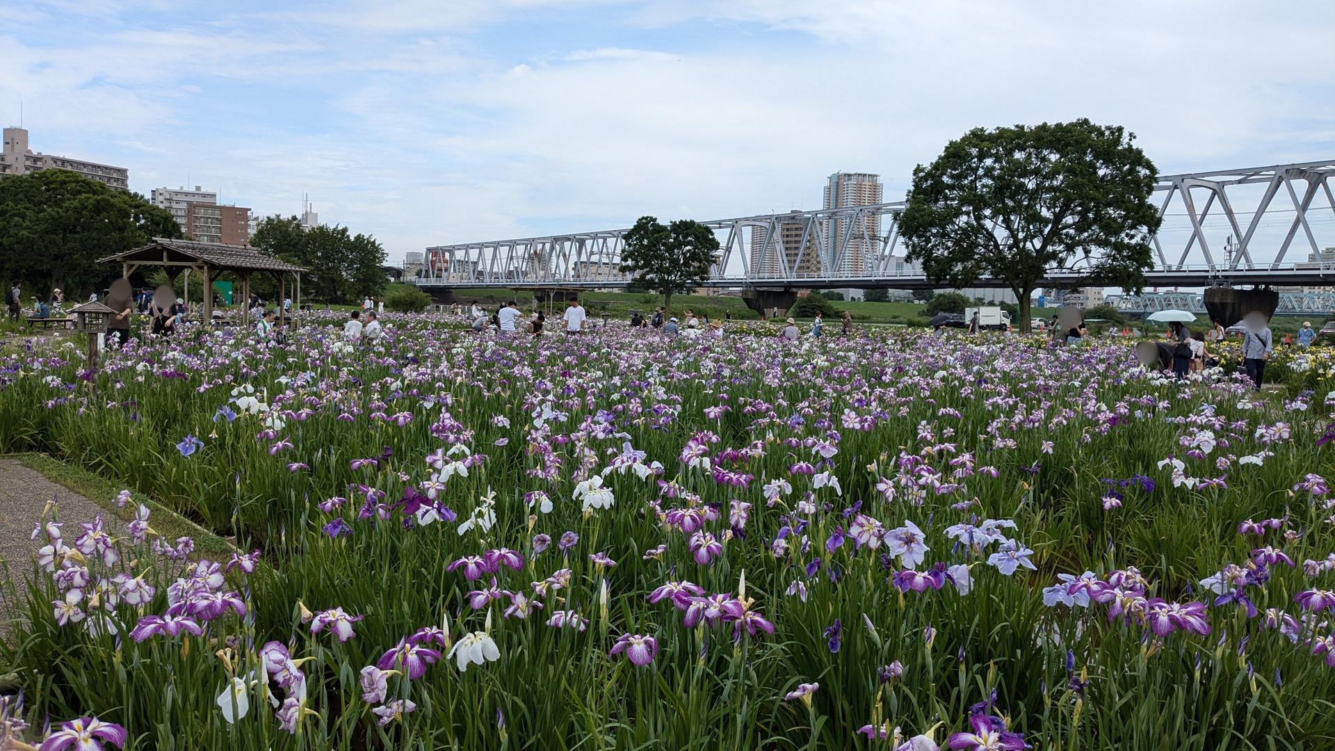 小岩菖蒲園