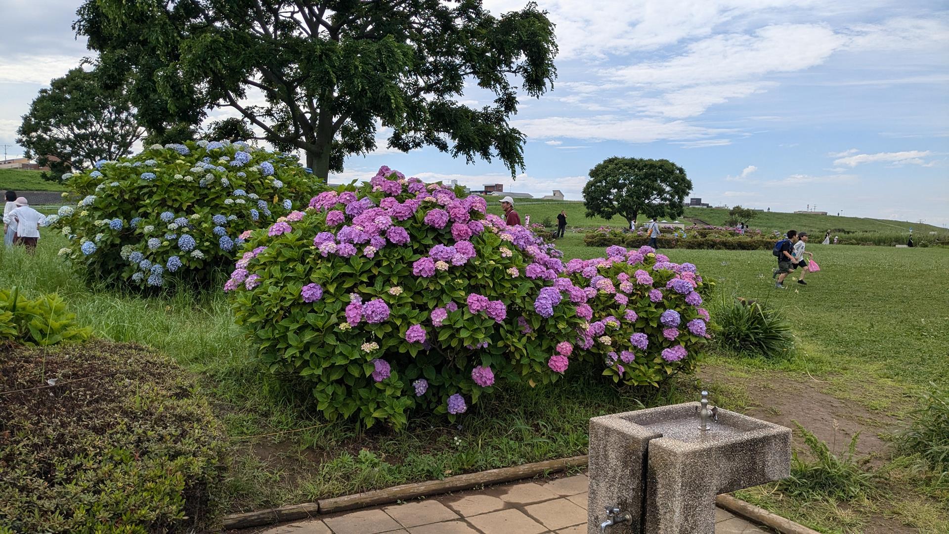 小岩菖蒲園