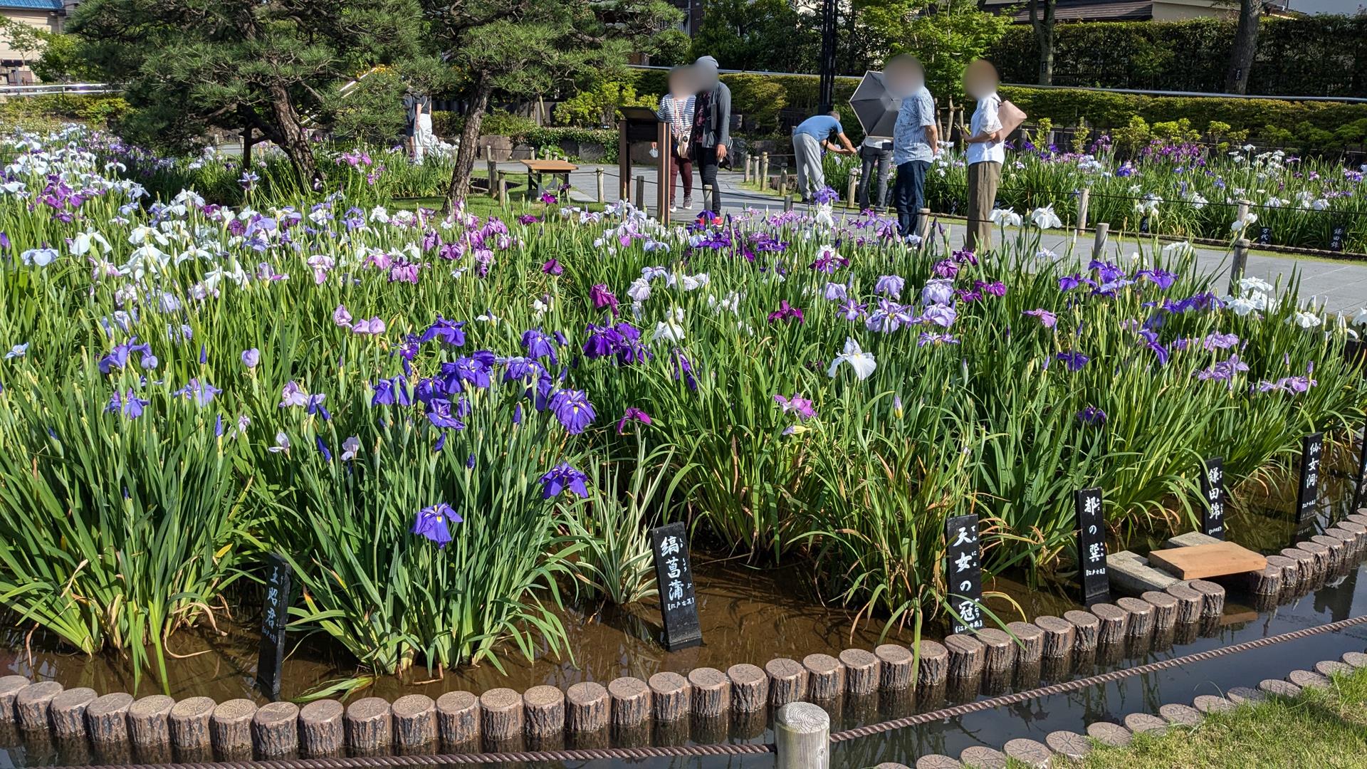 【初夏の花巡り体験レポート】小岩菖蒲園・堀切菖蒲園に行ってきた! 都内のおすすめスポットもあわせてご紹介
