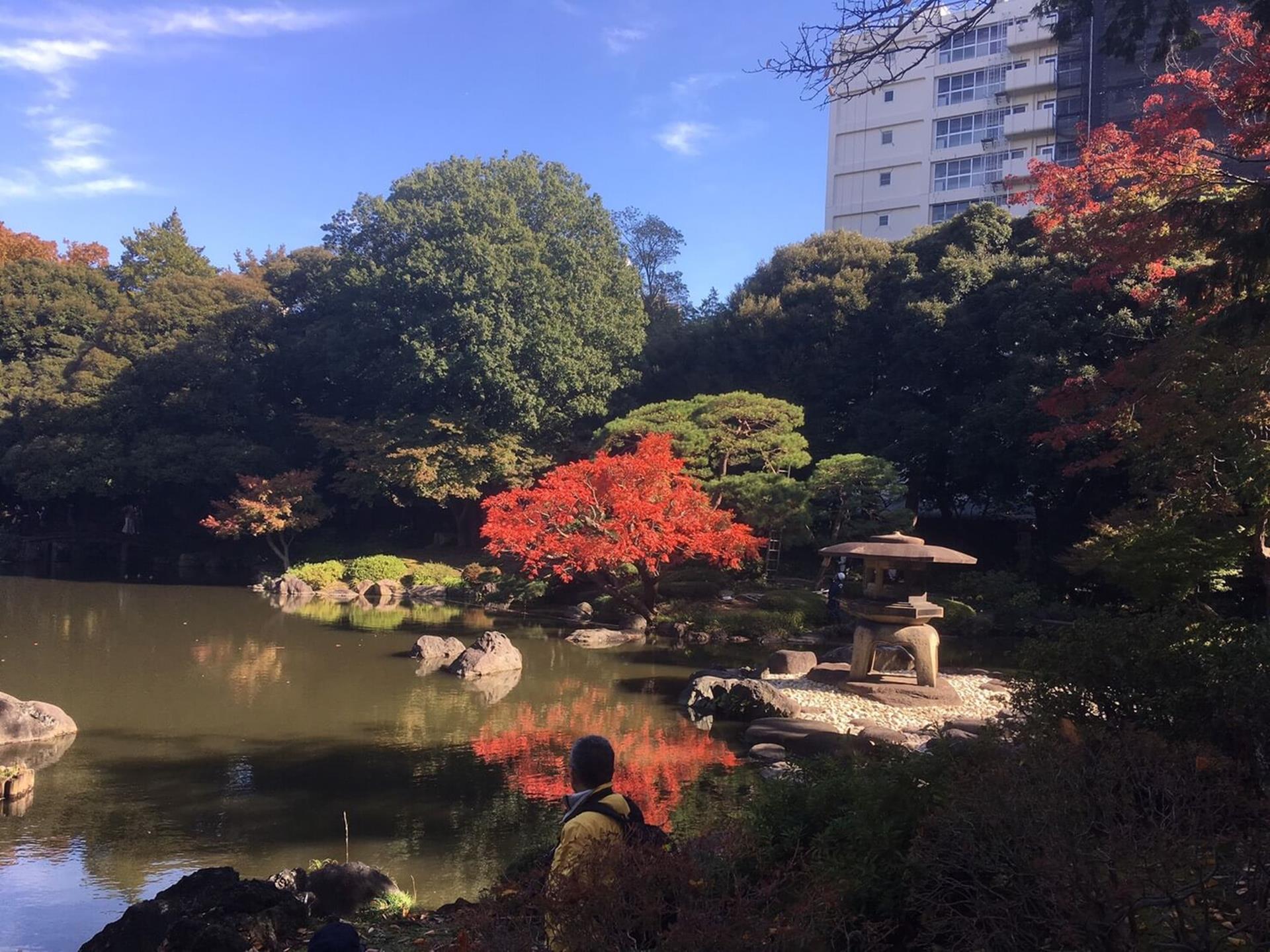 旧古河庭園の紅葉を見に行った話。混雑避けるなら見頃前がおすすめ