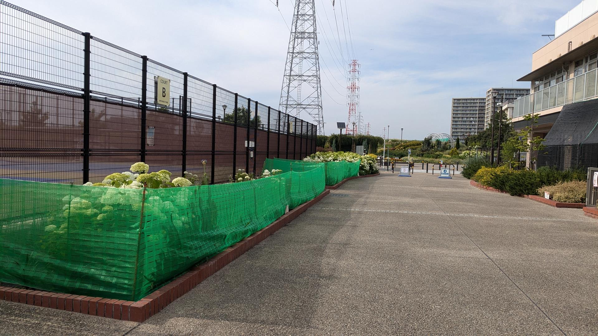 【荒川区】宮前公園でアジサイとバラの共演を発見!6月上旬の隠れ名所レポート
