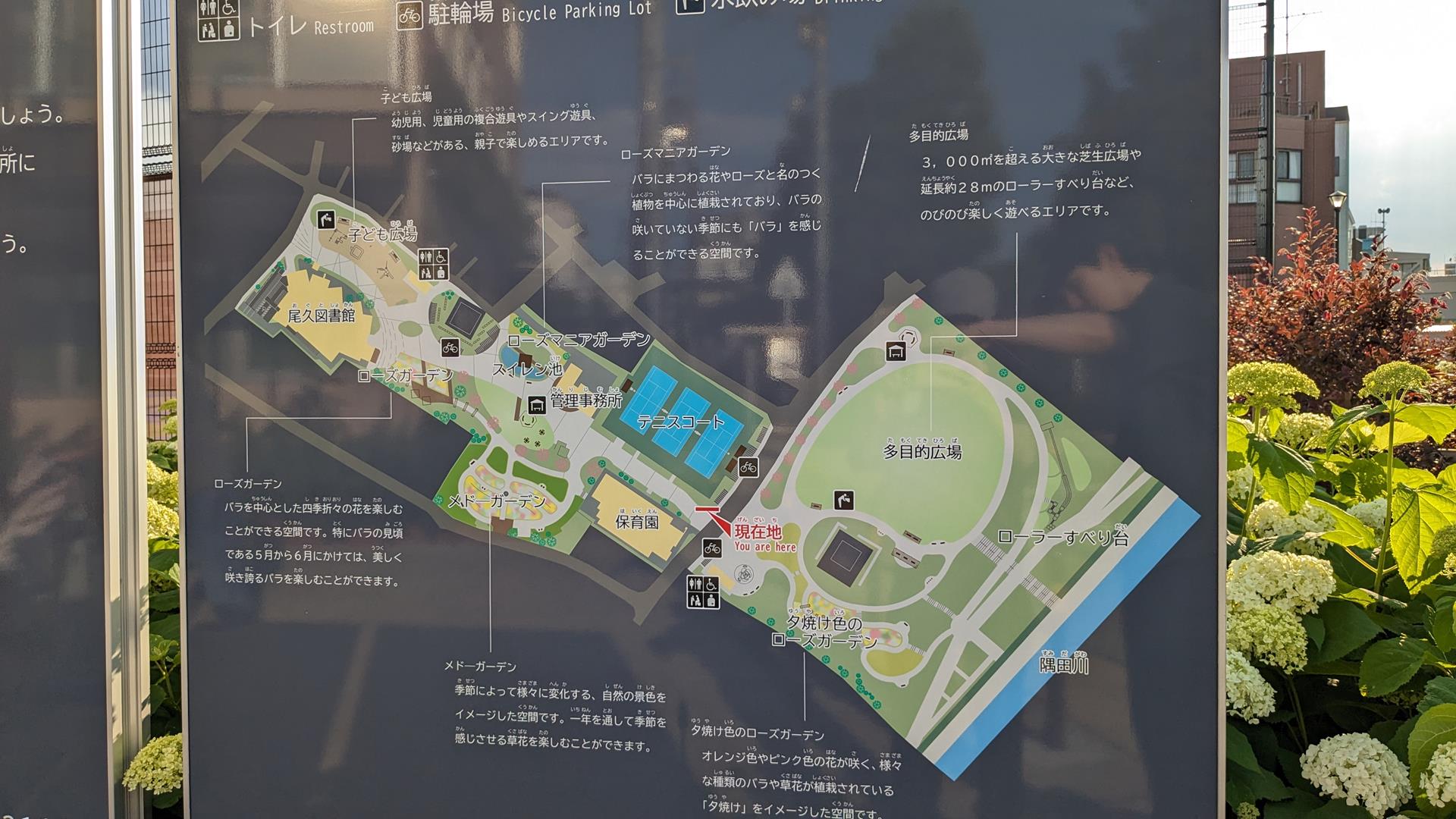 【荒川区のバラスポット】宮前公園で春バラが見頃に!4つのガーデンを歩く癒しのひととき【5月上旬の開花状況】