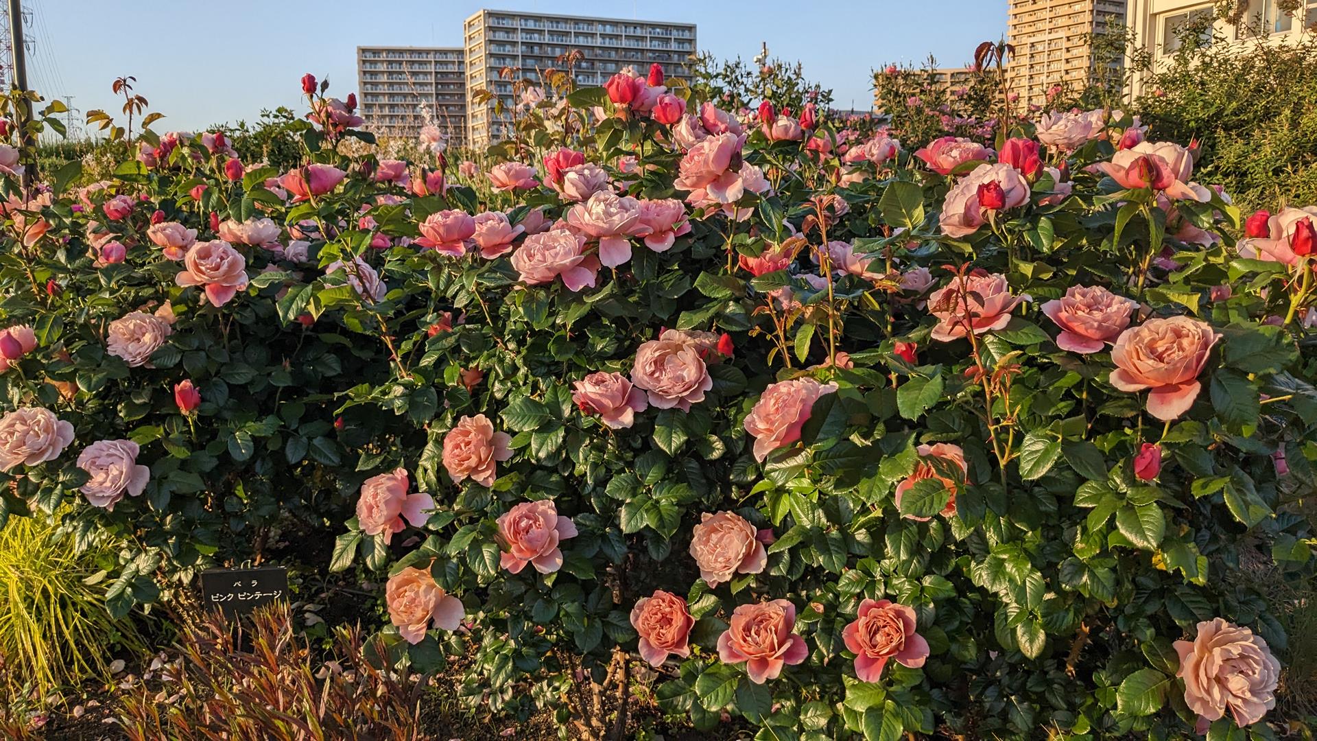 【荒川区のバラスポット】宮前公園で春バラが見頃に!4つのガーデンを歩く癒しのひととき【5月上旬の開花状況】