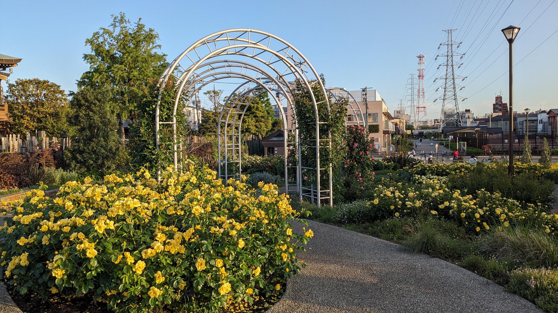【荒川区のバラスポット】宮前公園で春バラが見頃に!4つのガーデンを歩く癒しのひととき【5月上旬の開花状況】