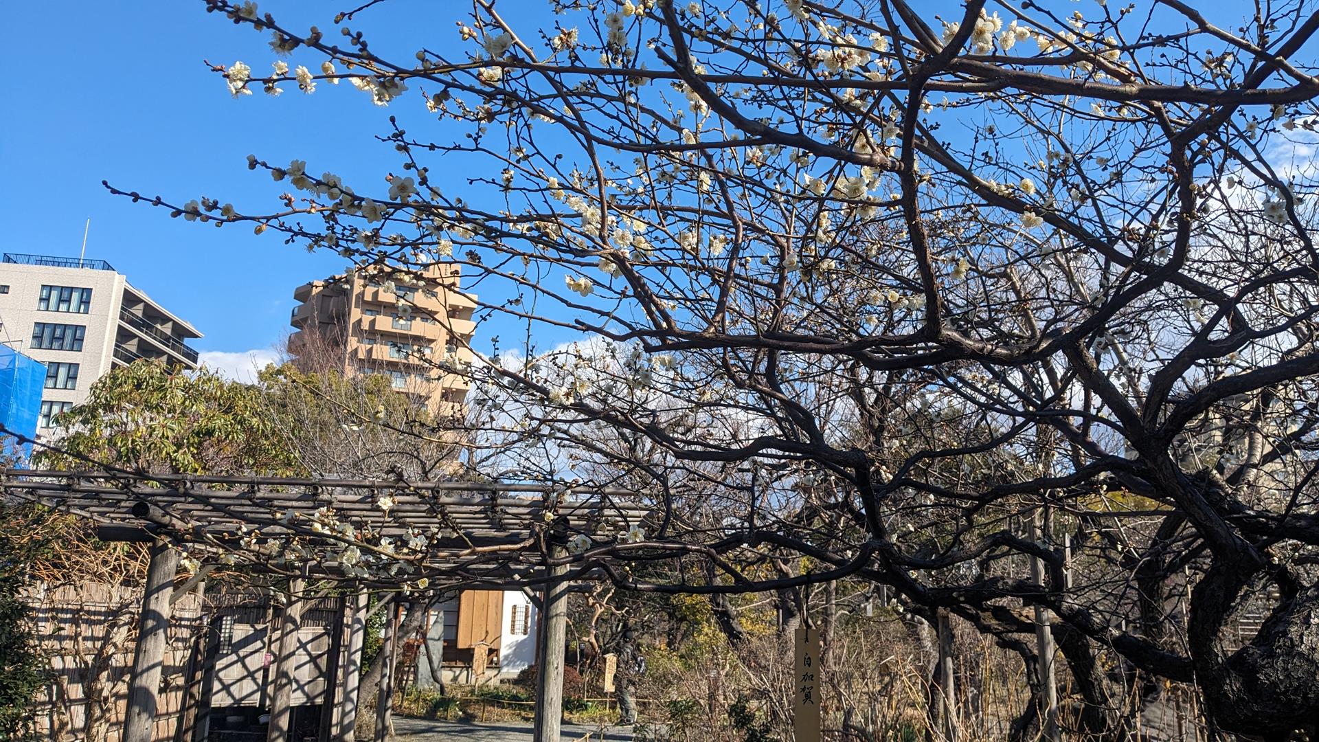 向島百花園の梅を見頃少し前に行ってみた
