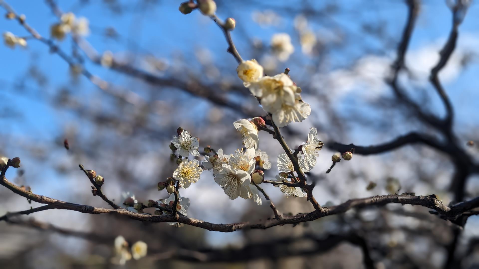 向島百花園の梅を見頃少し前に行ってみた
