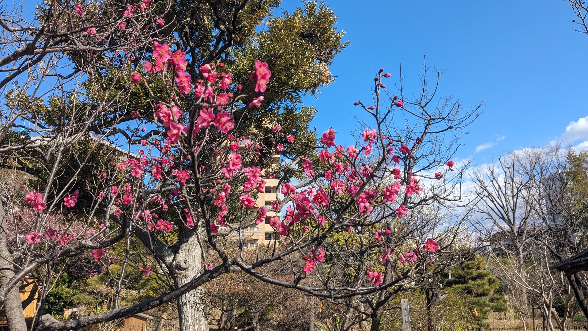 向島百花園の梅を見頃少し前に行ってみた