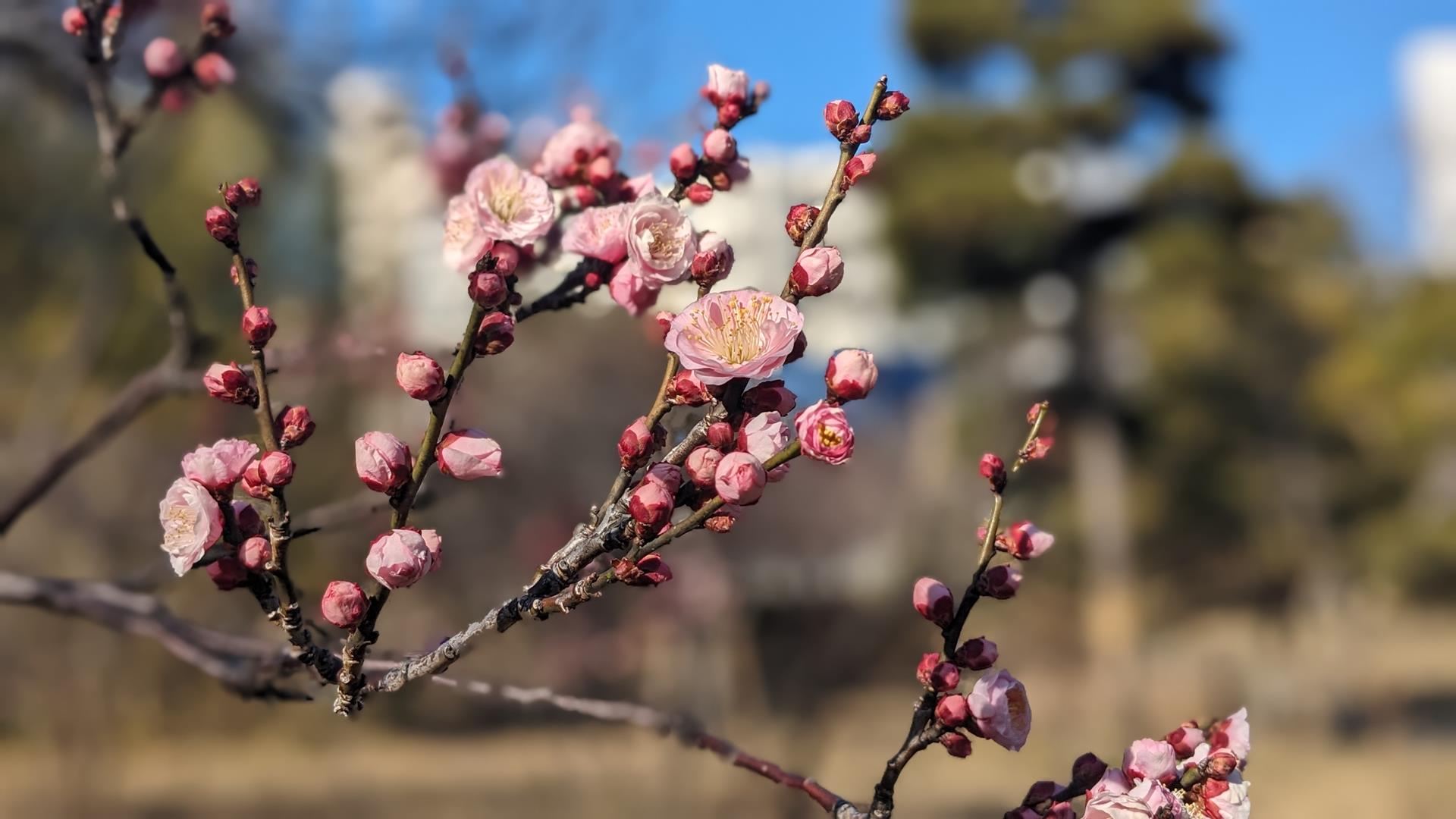 向島百花園の梅を見頃少し前に行ってみた
