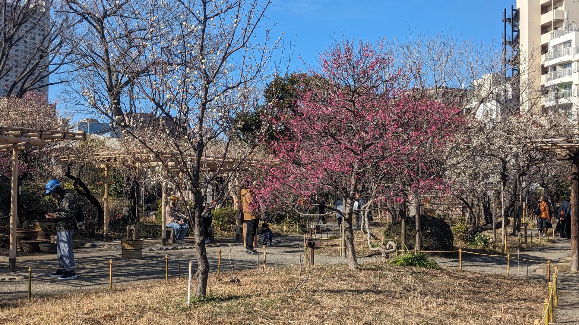 向島百花園の梅を見頃少し前に行ってみた