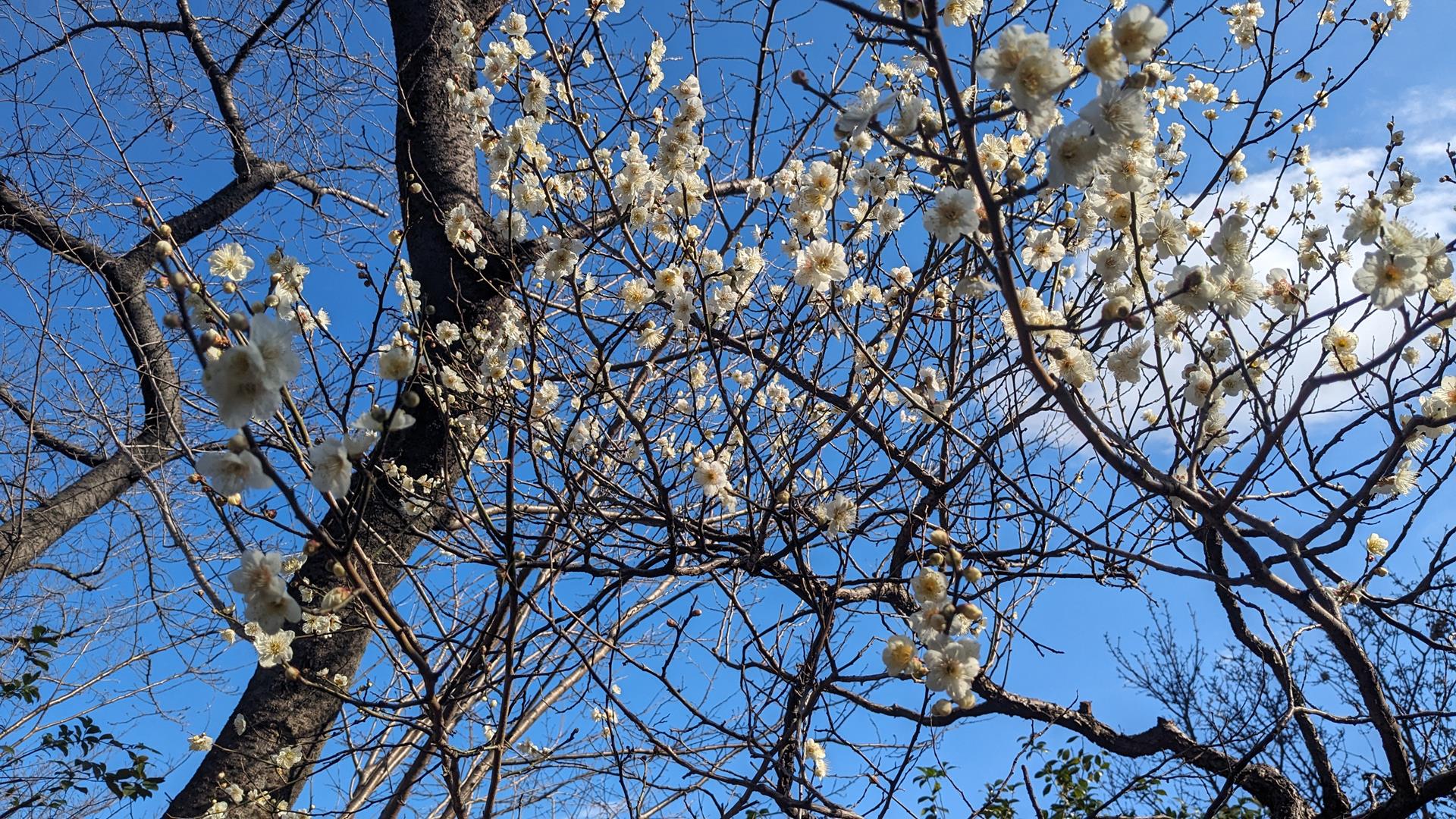 向島百花園の梅を見頃少し前に行ってみた