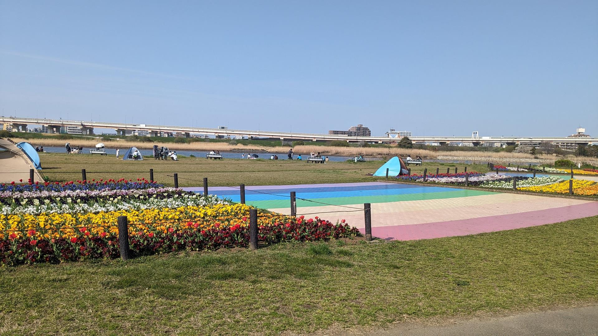 虹の広場（荒川河川敷）のチューリップ・パンジーを見に行った！見頃前でも十分キレイなスポット