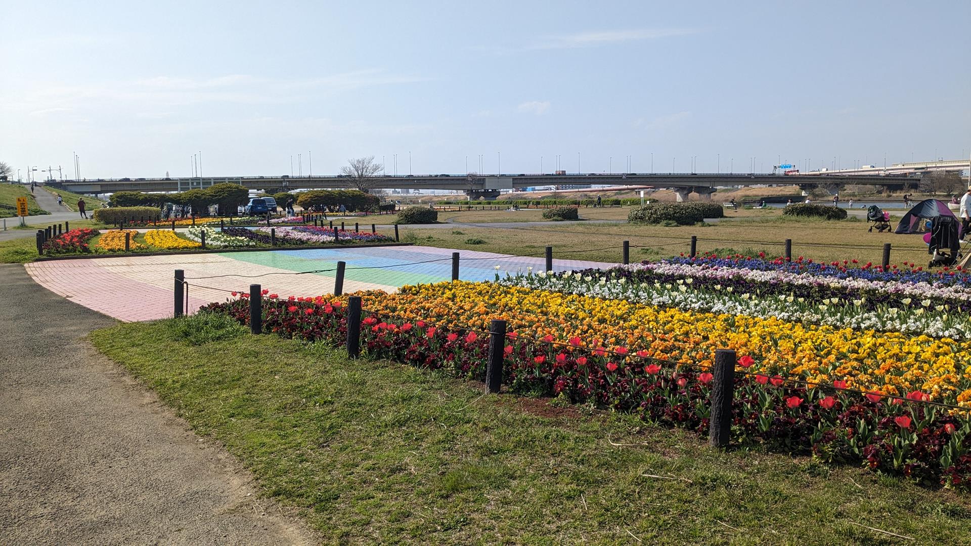 虹の広場（荒川河川敷）のチューリップ・パンジーを見に行った！見頃前でも十分キレイなスポット