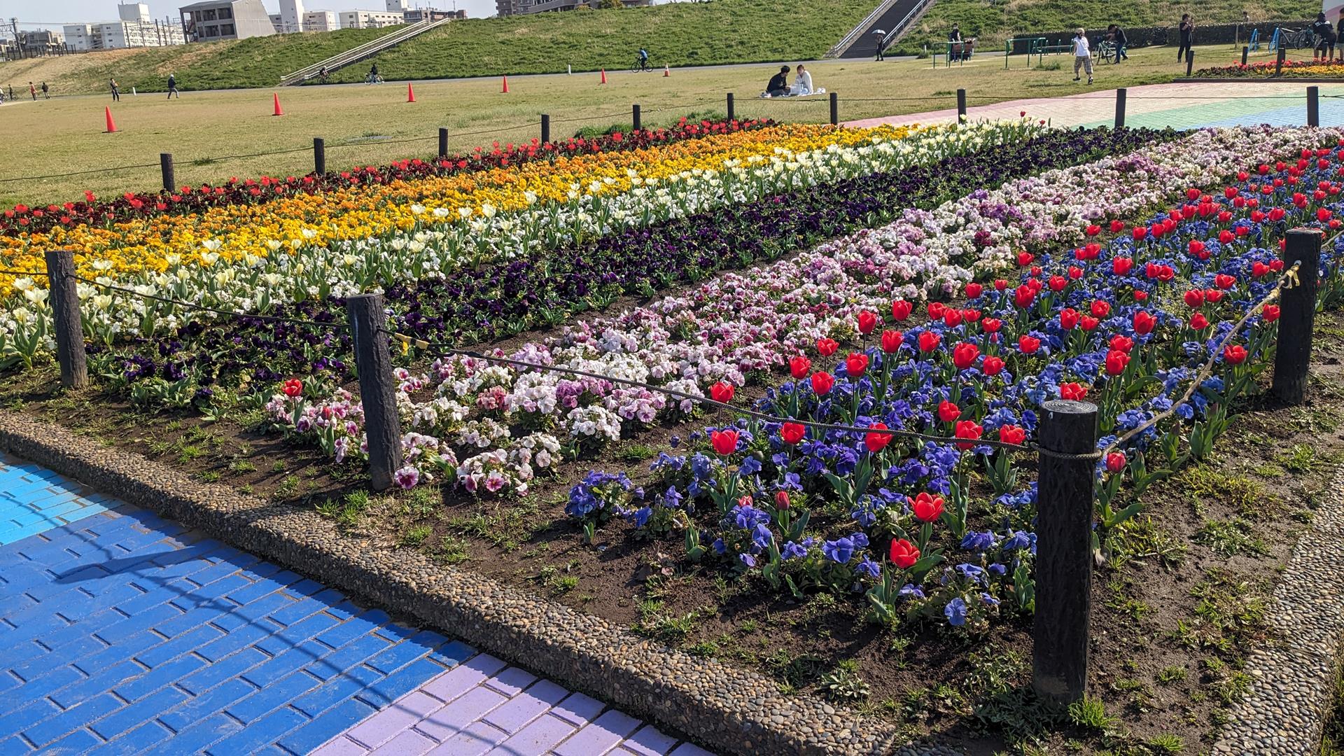 虹の広場（荒川河川敷）のチューリップ・パンジーを見に行った！見頃前でも十分キレイなスポット