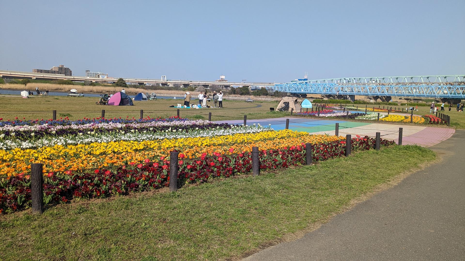 虹の広場（荒川河川敷）のチューリップ・パンジーを見に行った！見頃前でも十分キレイなスポット