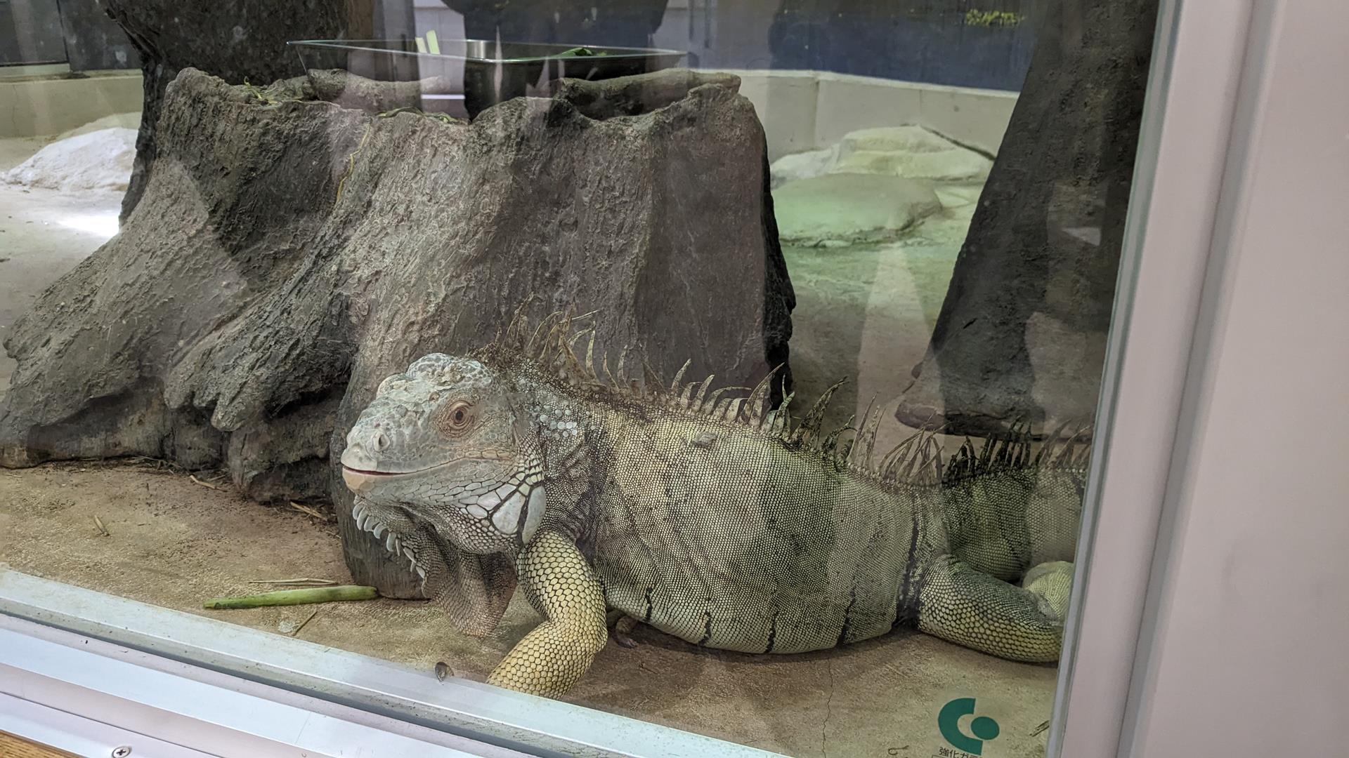 横浜・野毛山動物園に行ってきた!無料とは思えない見応えにびっくり