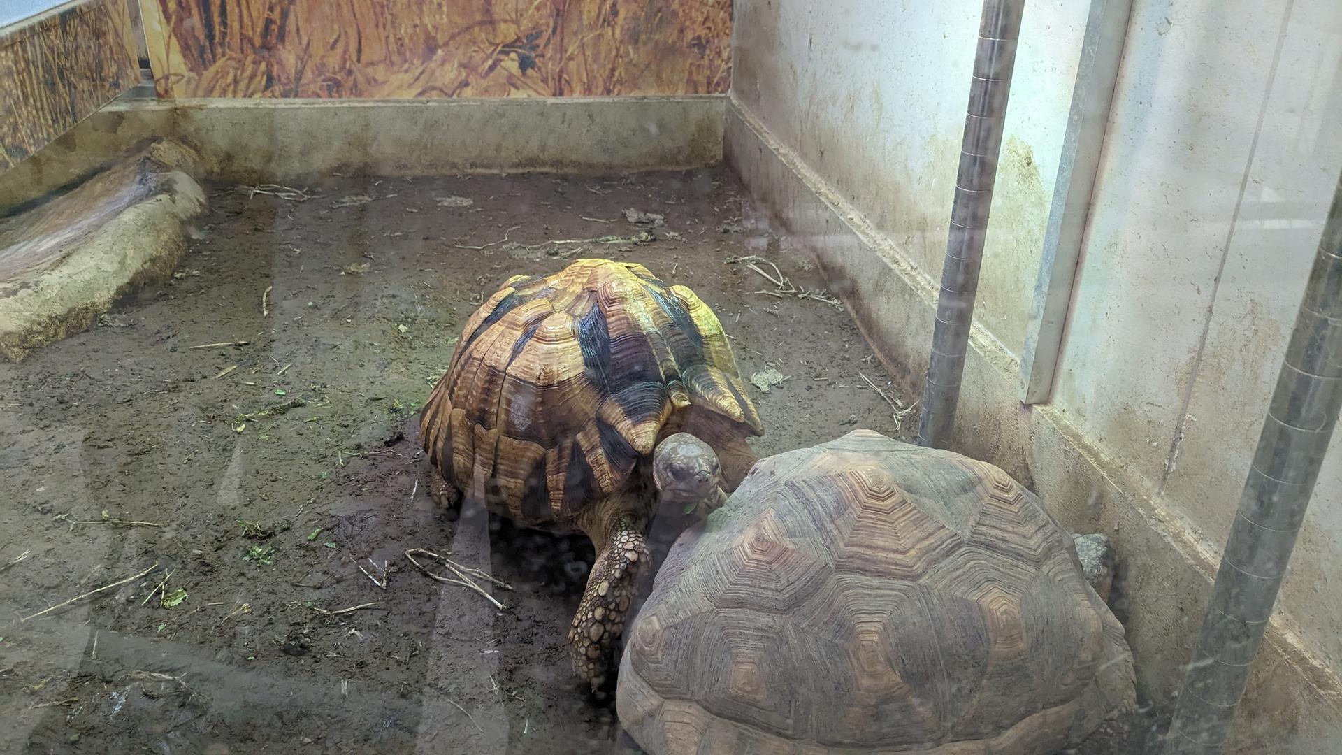 横浜・野毛山動物園に行ってきた!無料とは思えない見応えにびっくり