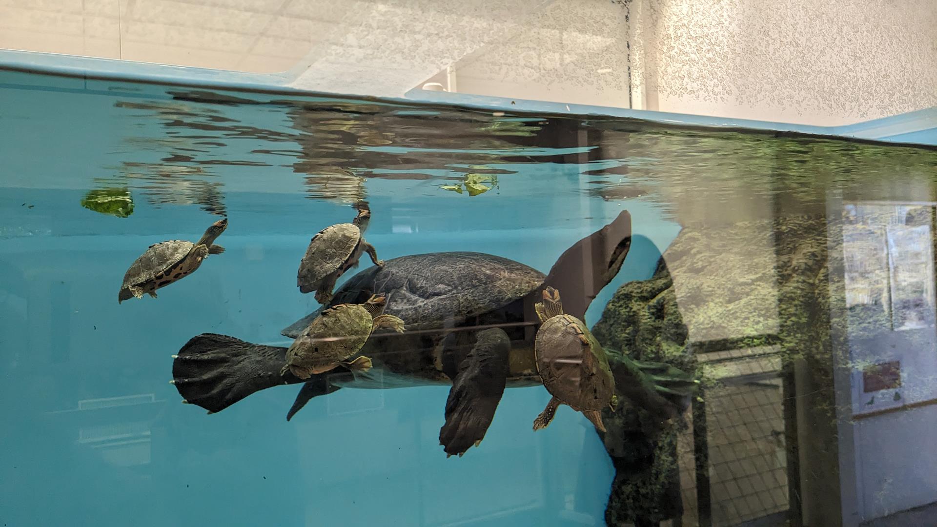 横浜・野毛山動物園に行ってきた!無料とは思えない見応えにびっくり