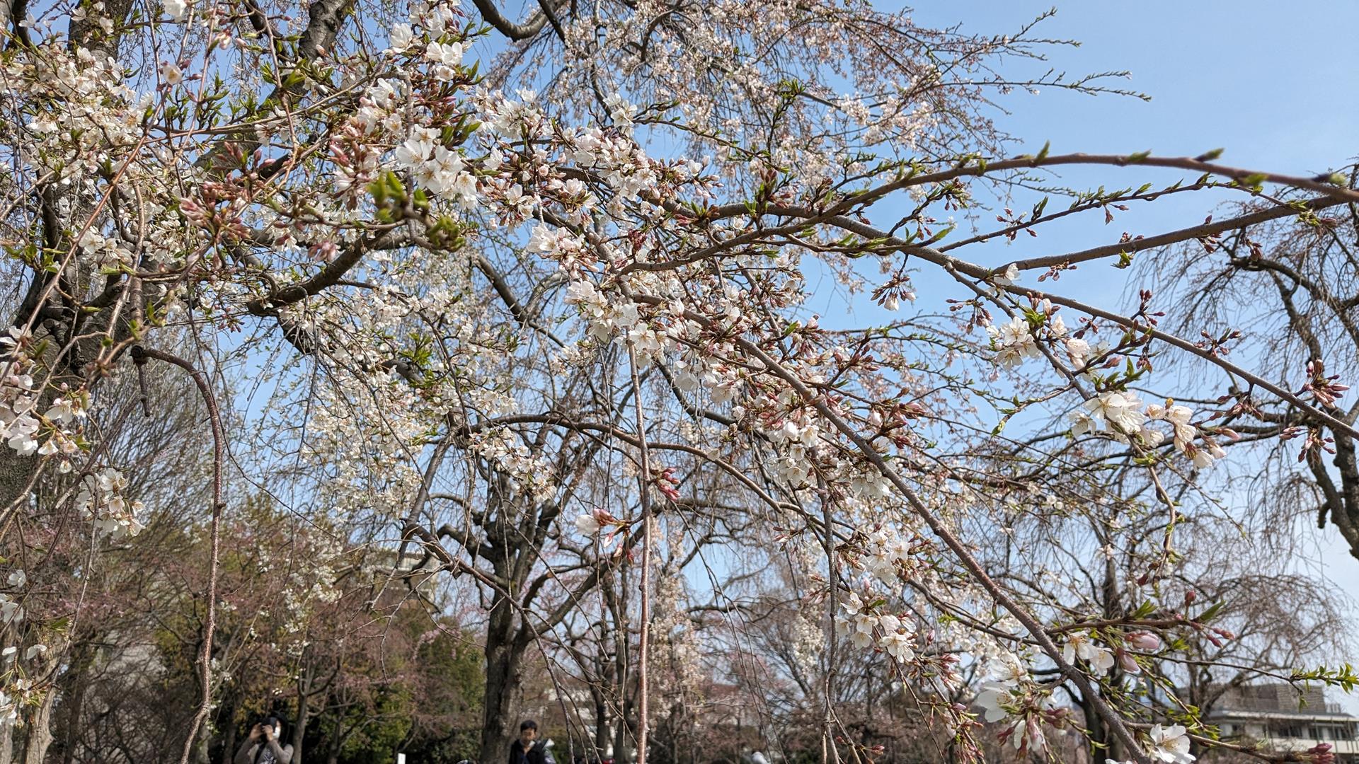 尾久の原公園のシダレザクラを見に行った!見頃はまだまだ先の様子