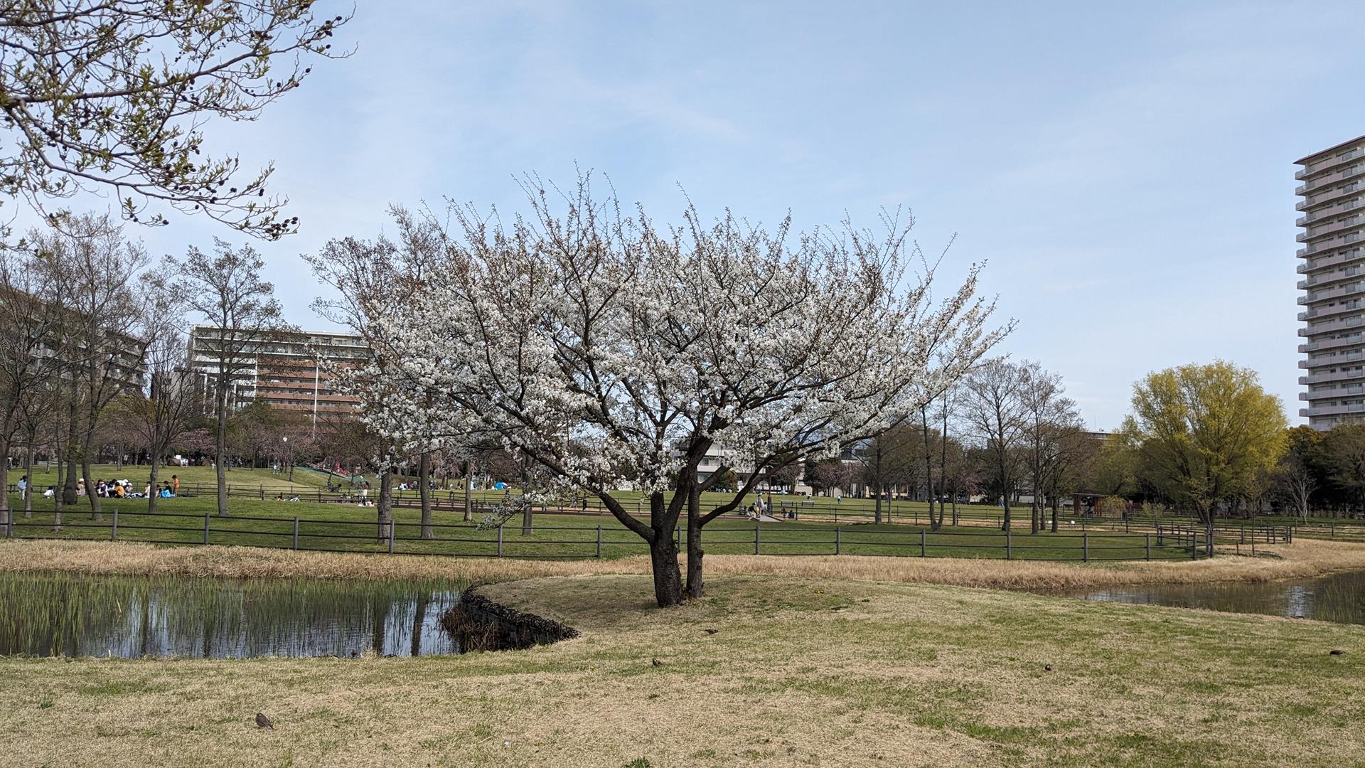尾久の原公園のシダレザクラを見に行った!見頃はまだまだ先の様子