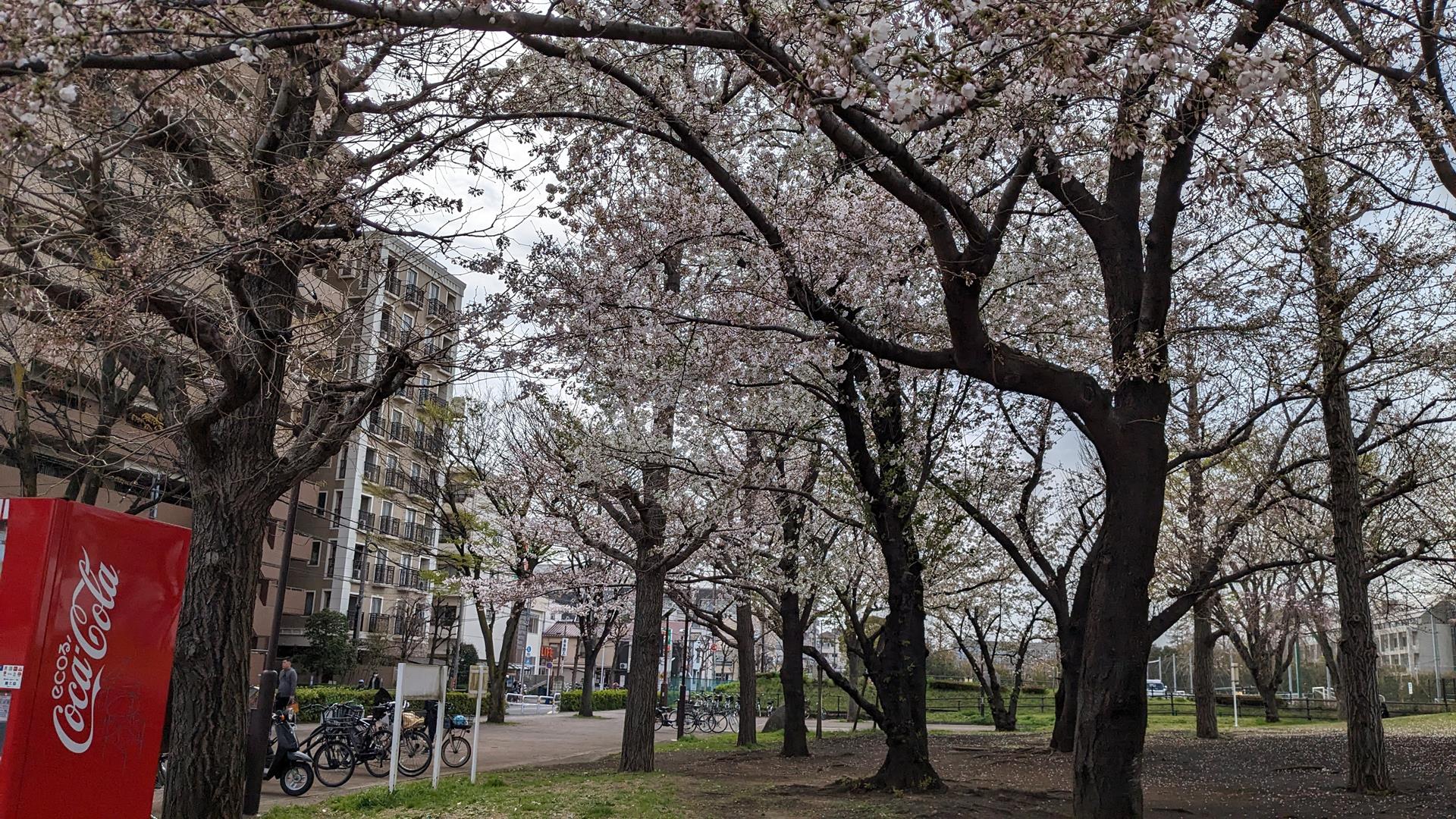 尾久の原公園のシダレザクラを見に行った!見頃はまだまだ先の様子