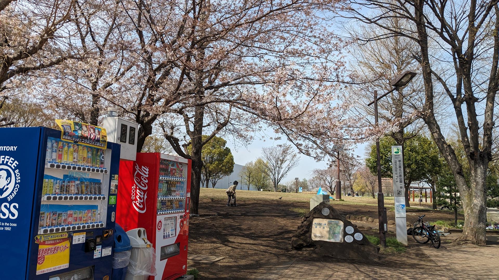 尾久の原公園のシダレザクラを見に行った!見頃はまだまだ先の様子
