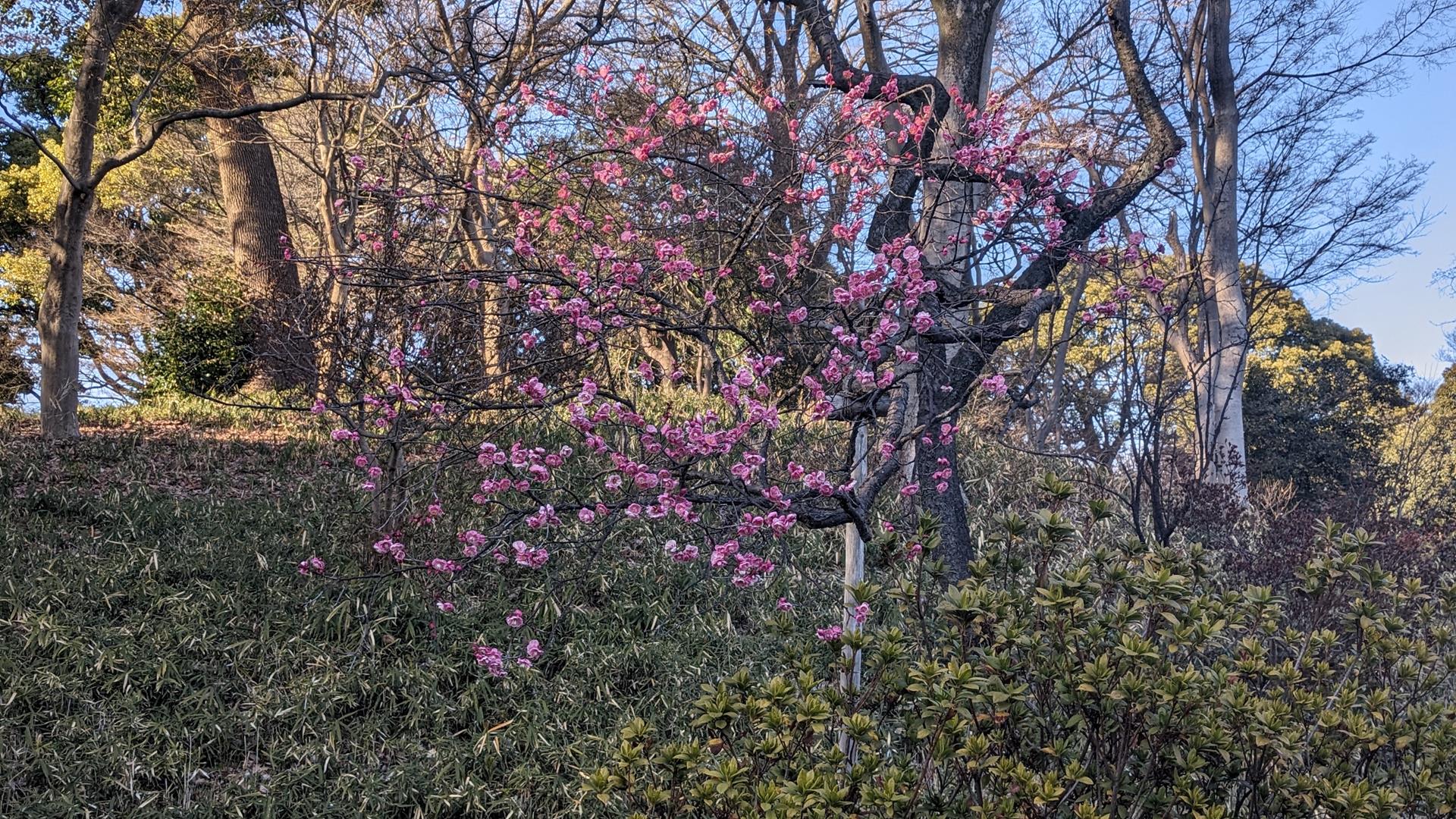 六義園