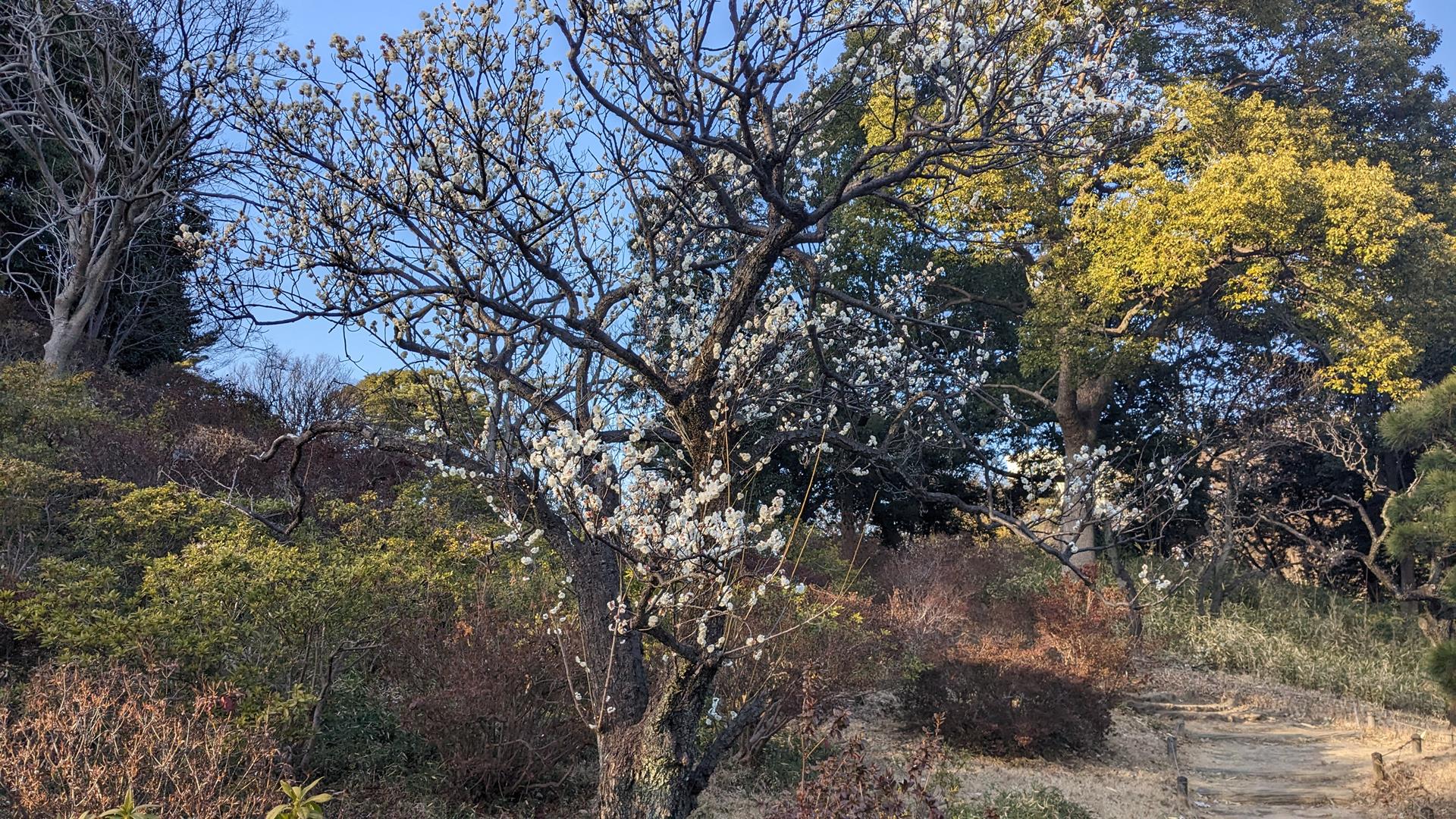 六義園の梅を見に行った。本数が思ったより少ないので注意!