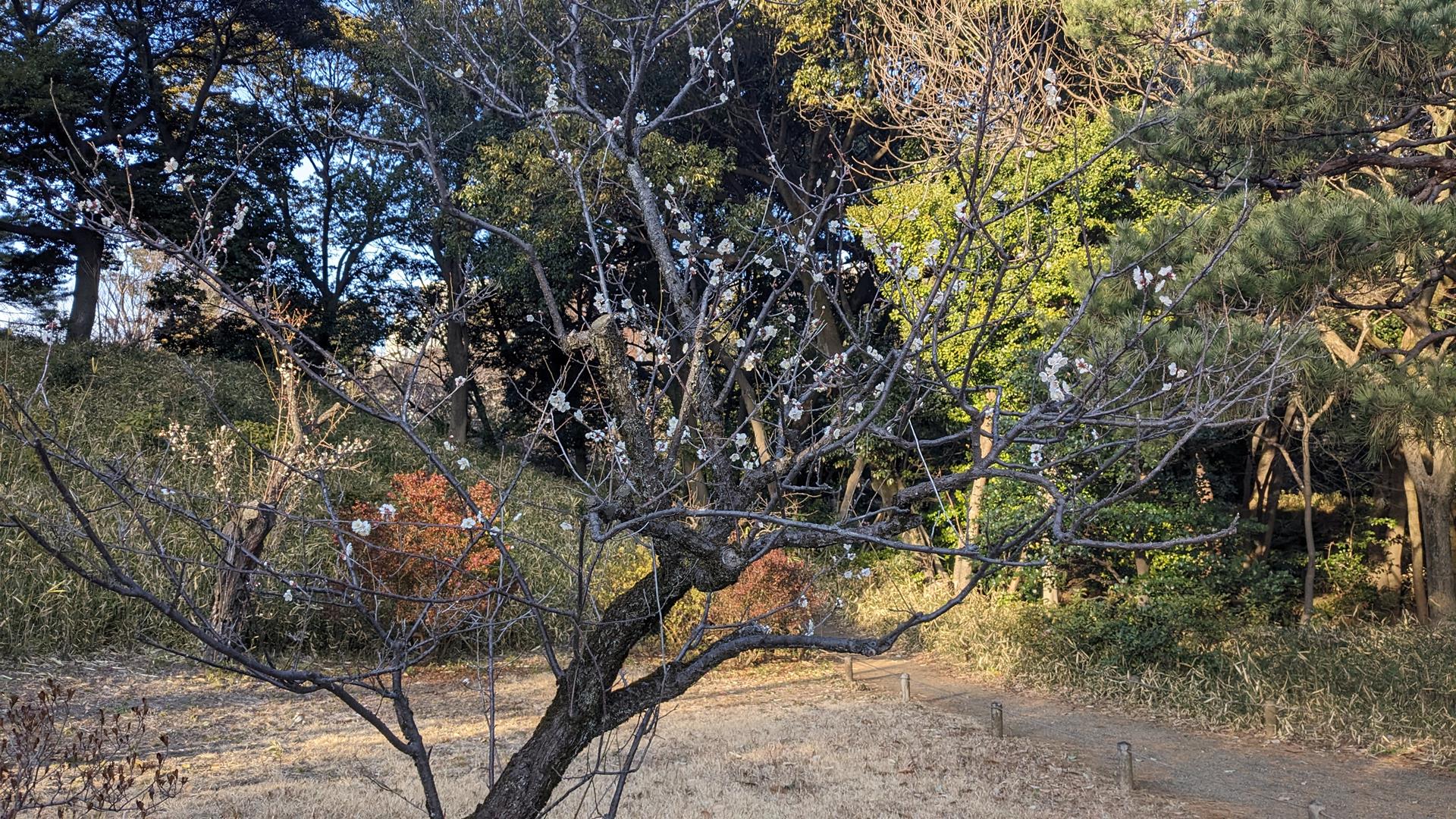 六義園の梅を見に行った。本数が思ったより少ないので注意!
