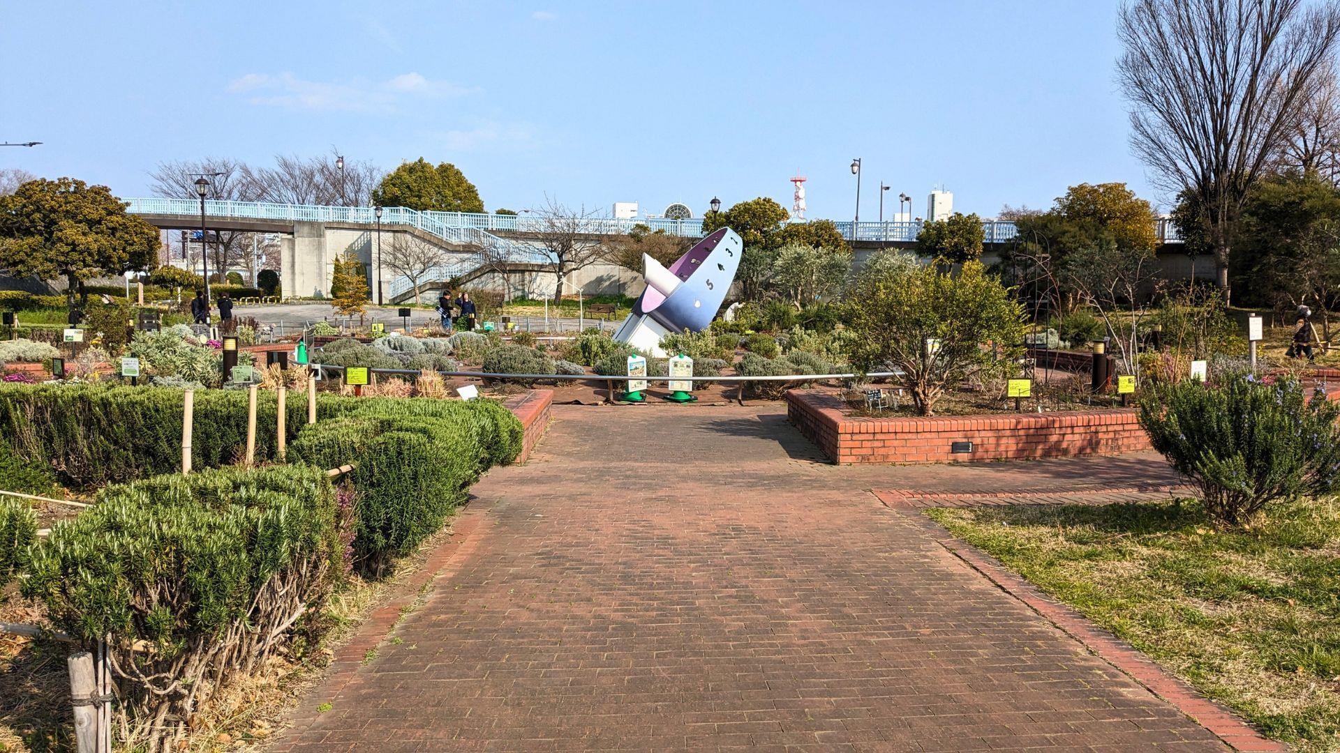 汐入公園の大寒桜とミモザを見に行った