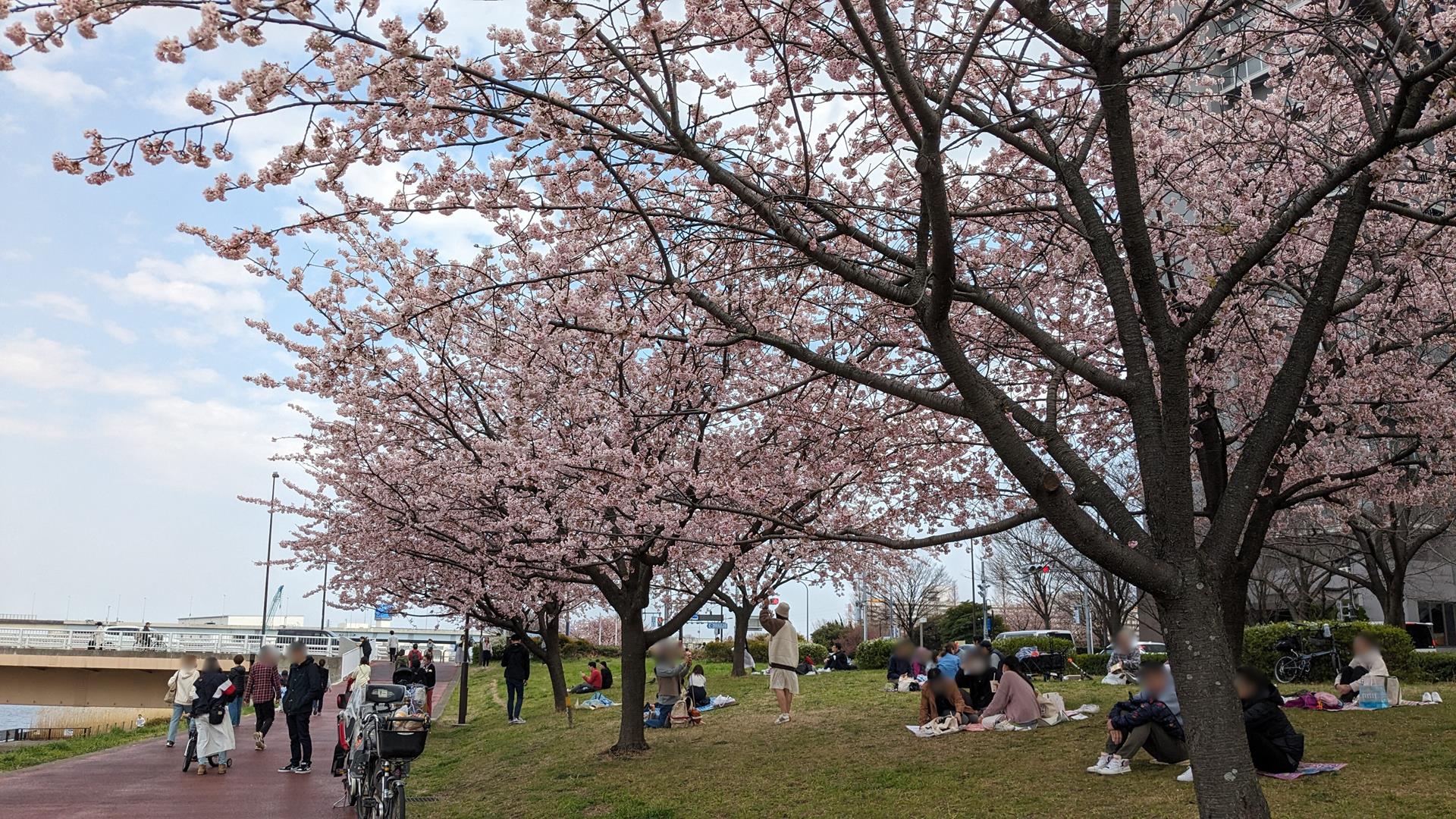 汐入公園の大寒桜とミモザを見に行った