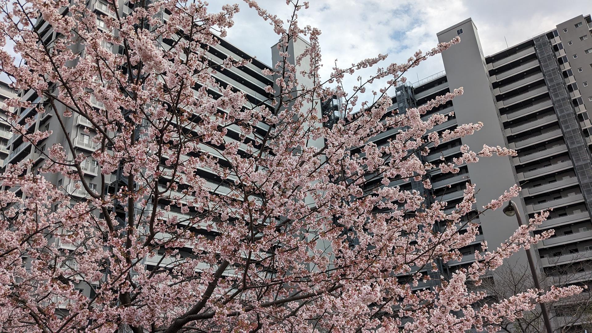 汐入公園の大寒桜とミモザを見に行った