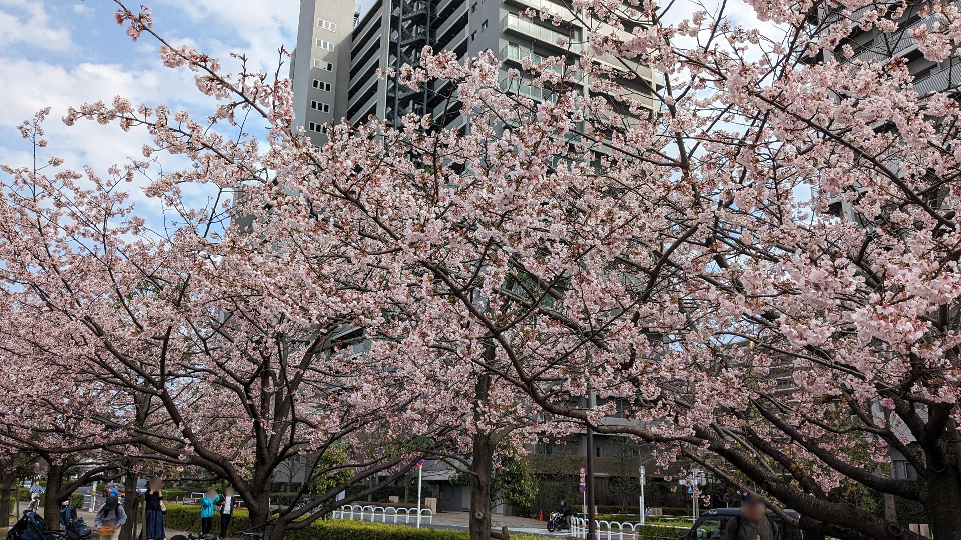 汐入公園の大寒桜とミモザを見に行った