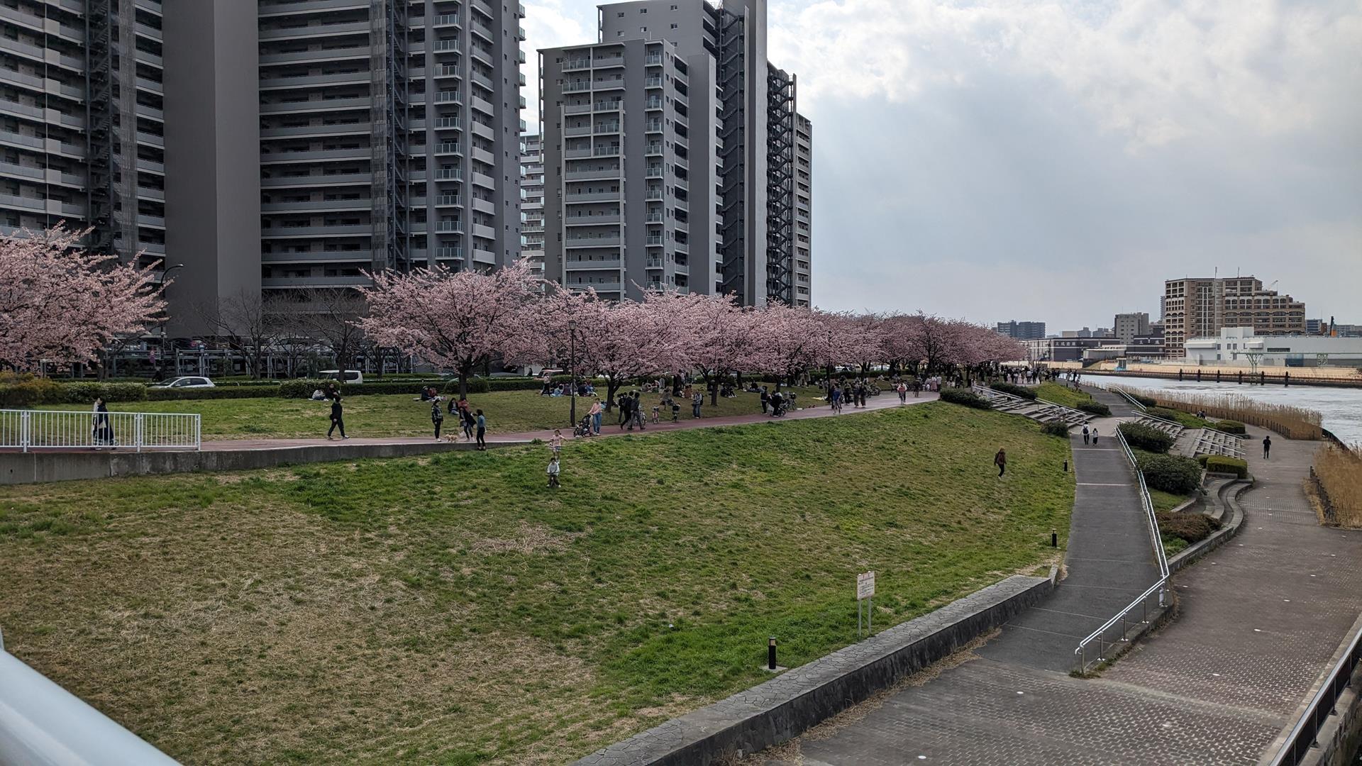 汐入公園の大寒桜とミモザを見に行った